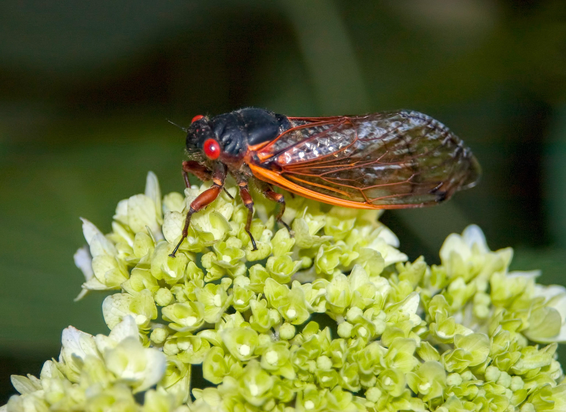 This is one of the mature 17-year cicadas (Brood X, which includes three cicada species: Magicicada septendecim, Magicicada cassini, and Magicicada septendecula) sitting on a hydrangea bloom in the back yard.