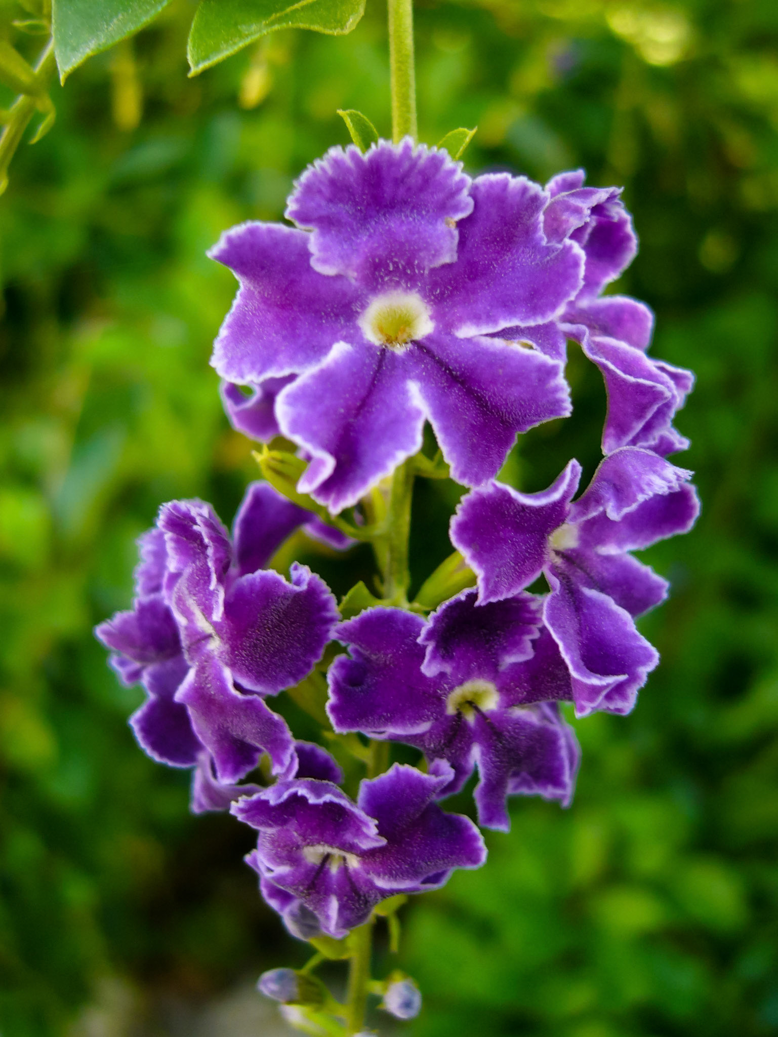 A sky flower (Duranta erecta) blooms at the San Antonio Zoo in San Antonio Texas.