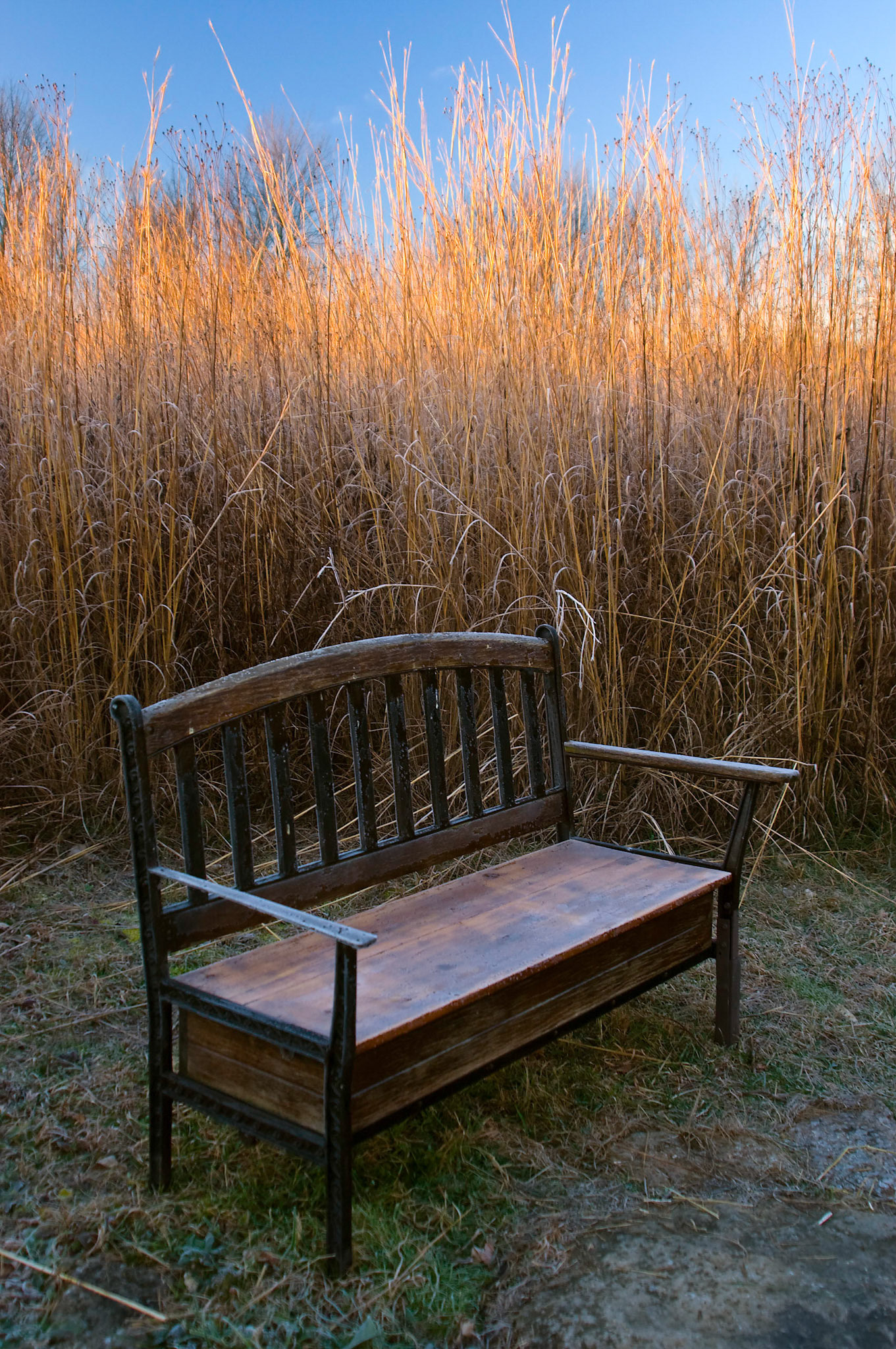 A bench sits shaded by the tall grasses in a meadow at Sugarcreek MetroPark near Bellbrook Ohio.