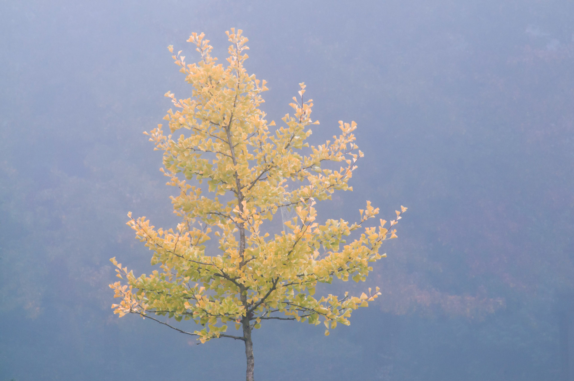 A yellow ginkgo biloba tree shines through the fog at Grasslawn Park in Redmond Washington.