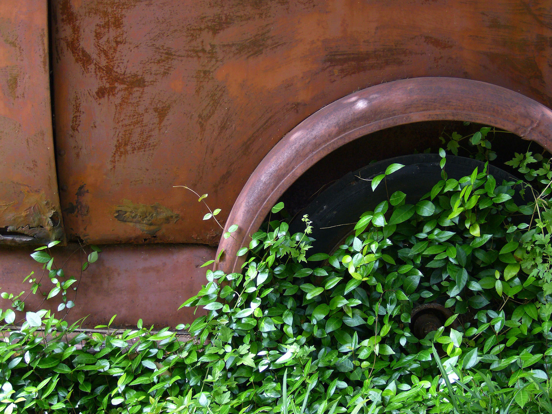 A vine grows up the tire of an old truck in Bastrop Texas.