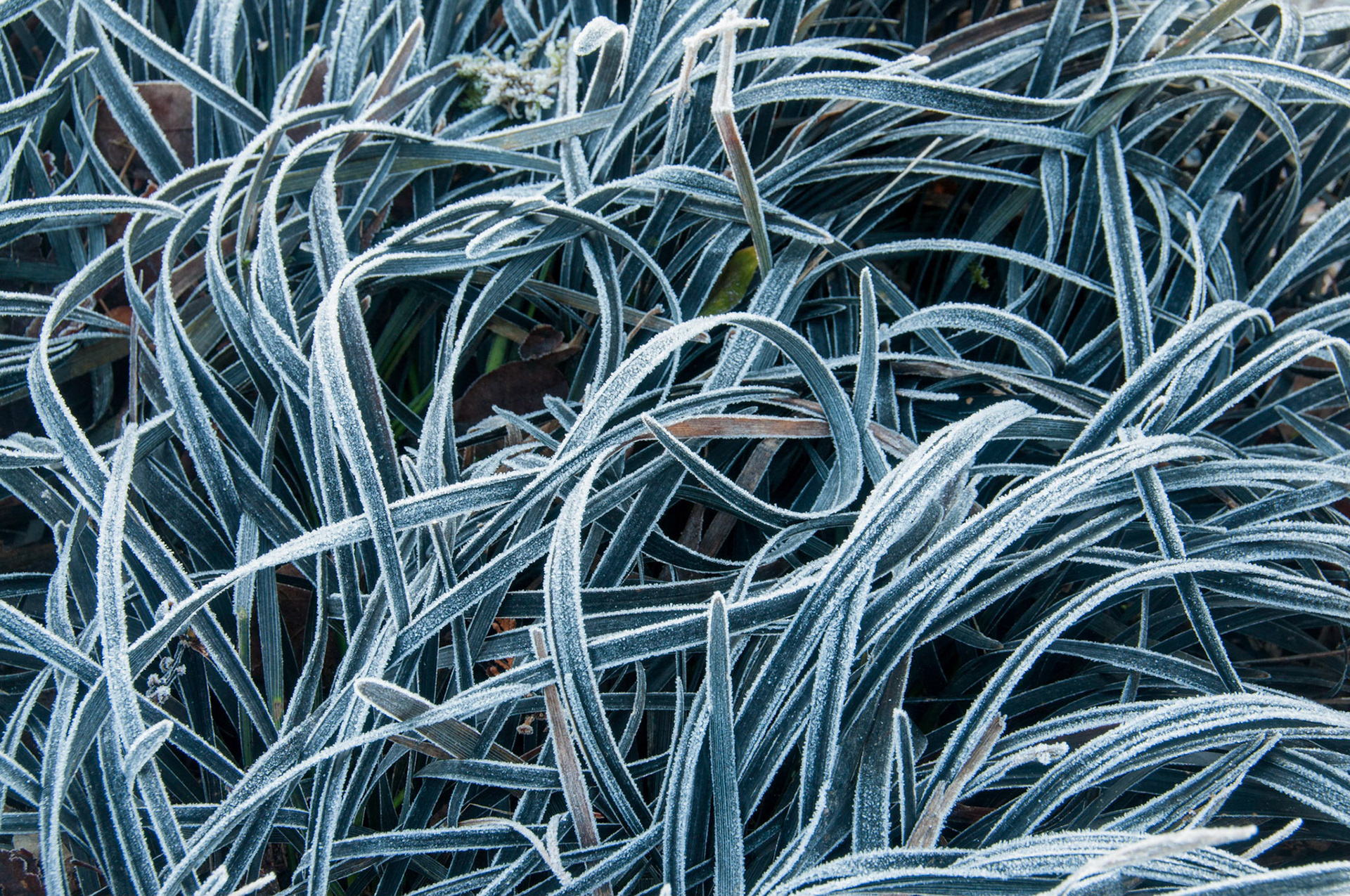 Blades of grass painted with frost.