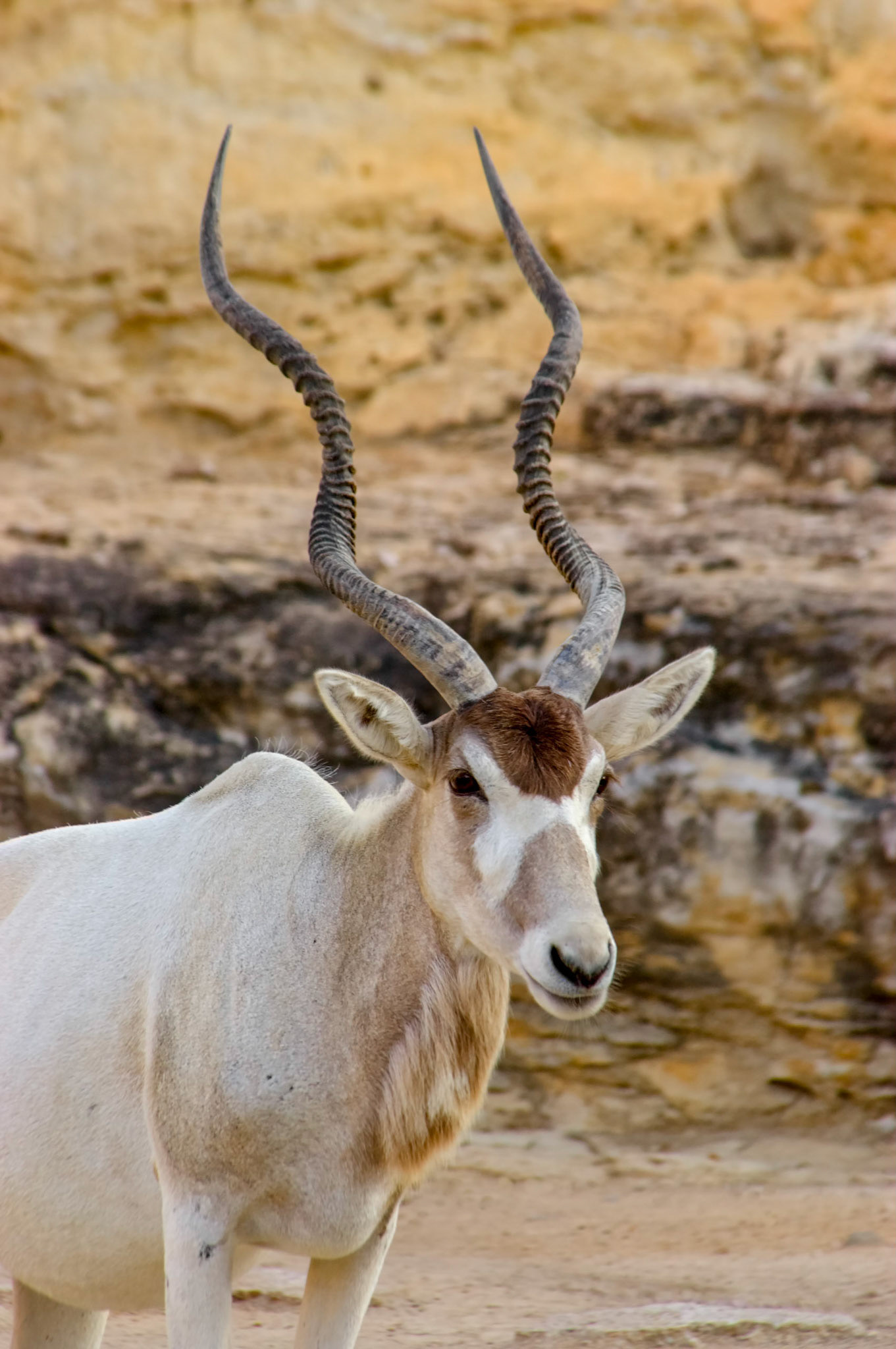 An addax (Addax nasomaculatus) stands in its enclosure at the San Antonio Zoo in San Antonio Texas.