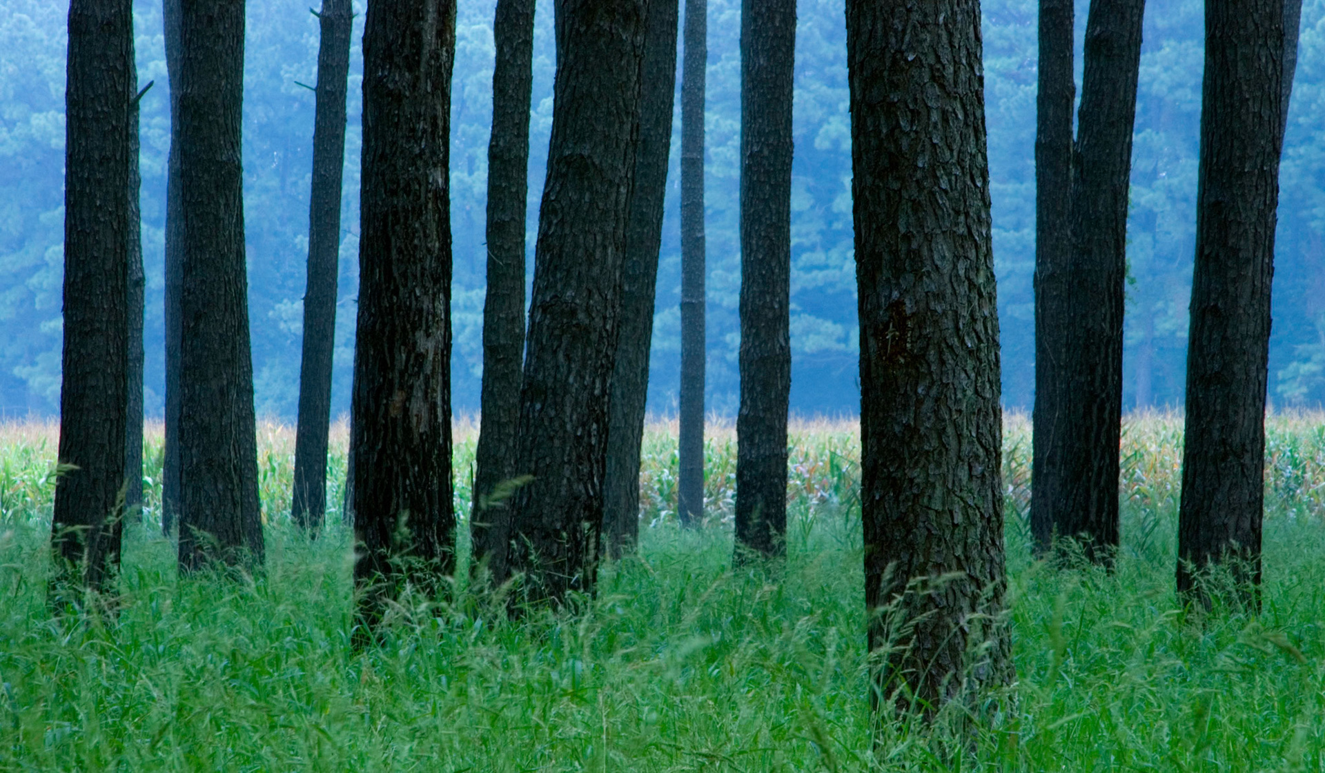 A forest of loblolly pine trees (Pinus taeda) grows along Miles River Road near Easton Maryland.