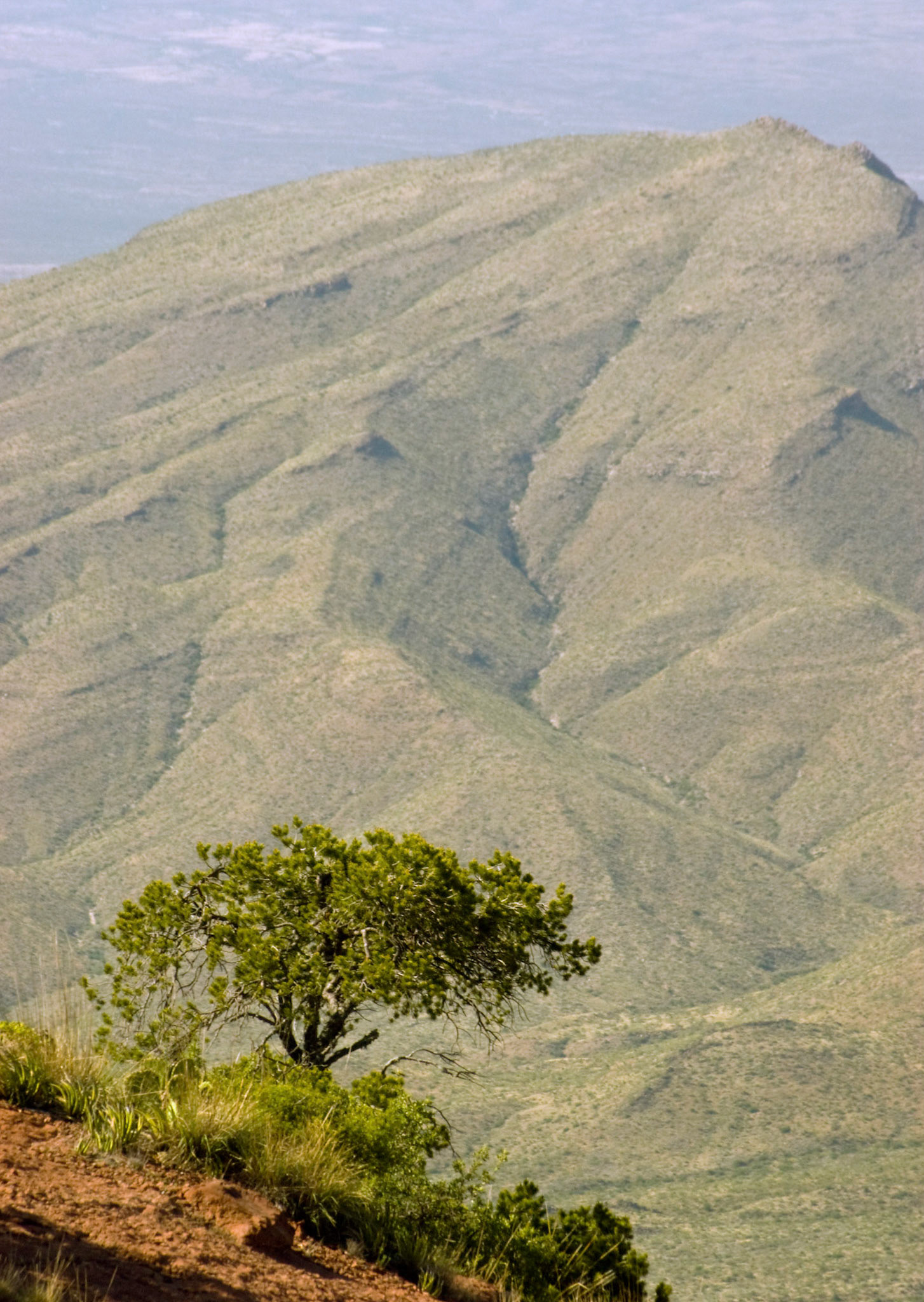 A lone tree takes in the view at the top of the Lost Mine Trail at Big Bend National Park in Texas.