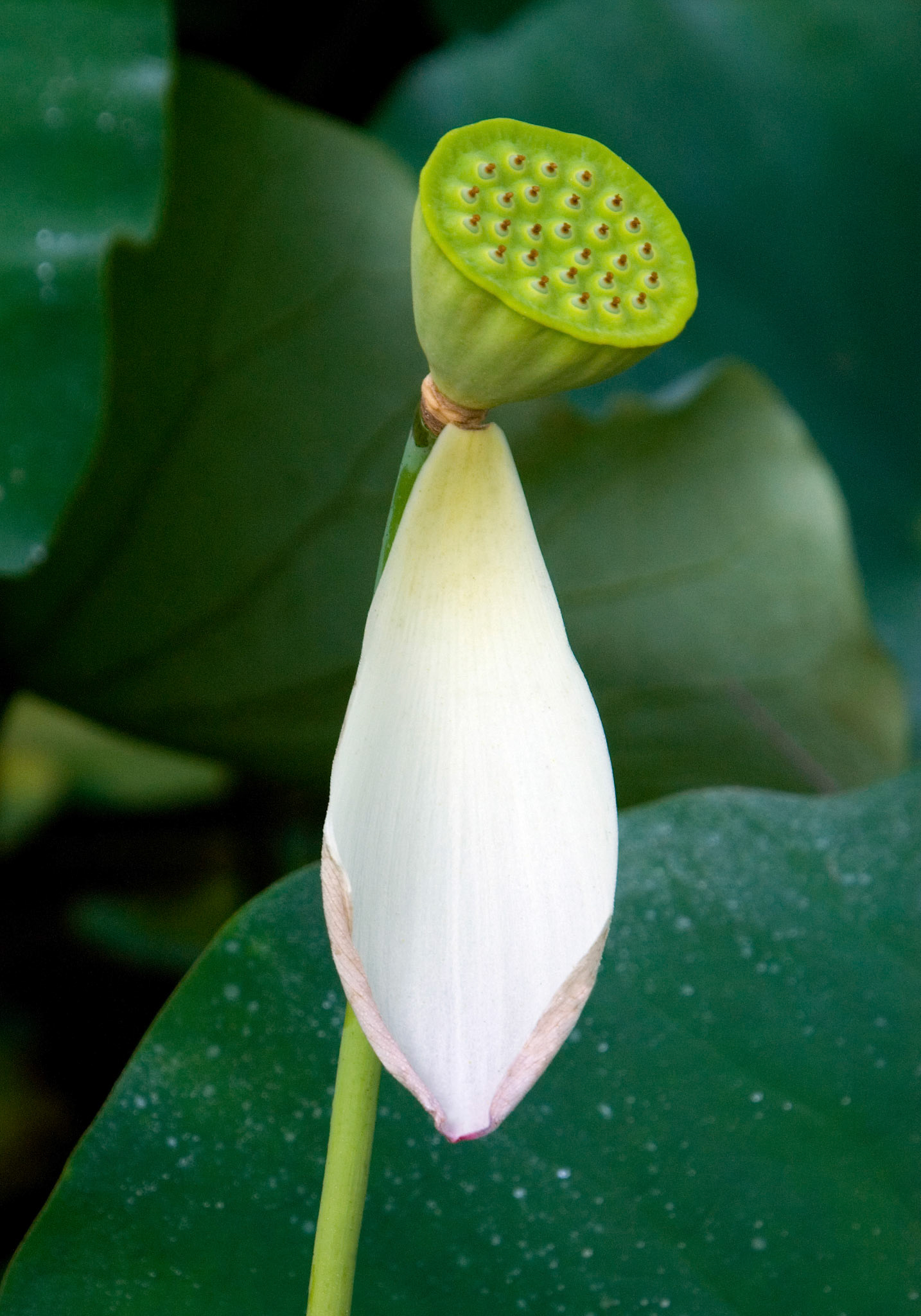 A lotus flower (nelumbo nucifera, aka Sacred Lotus) loses all but one petal at the Kenilworth Aquatic Gardens in Washington DC.