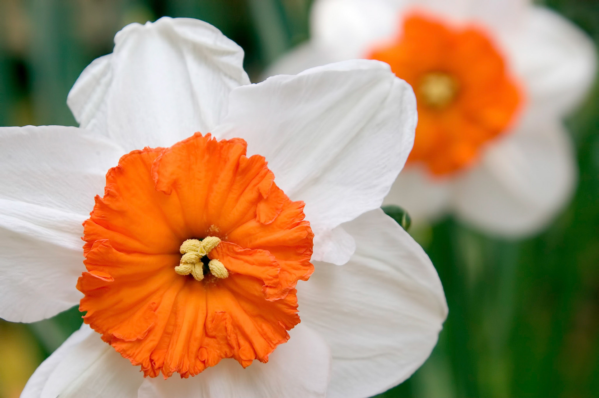 Close-up of a Professor Einstein Long-Cupped Daffodil (or Narcissus) taken at the Franciscan Monastery gardens in Washington, D.C.