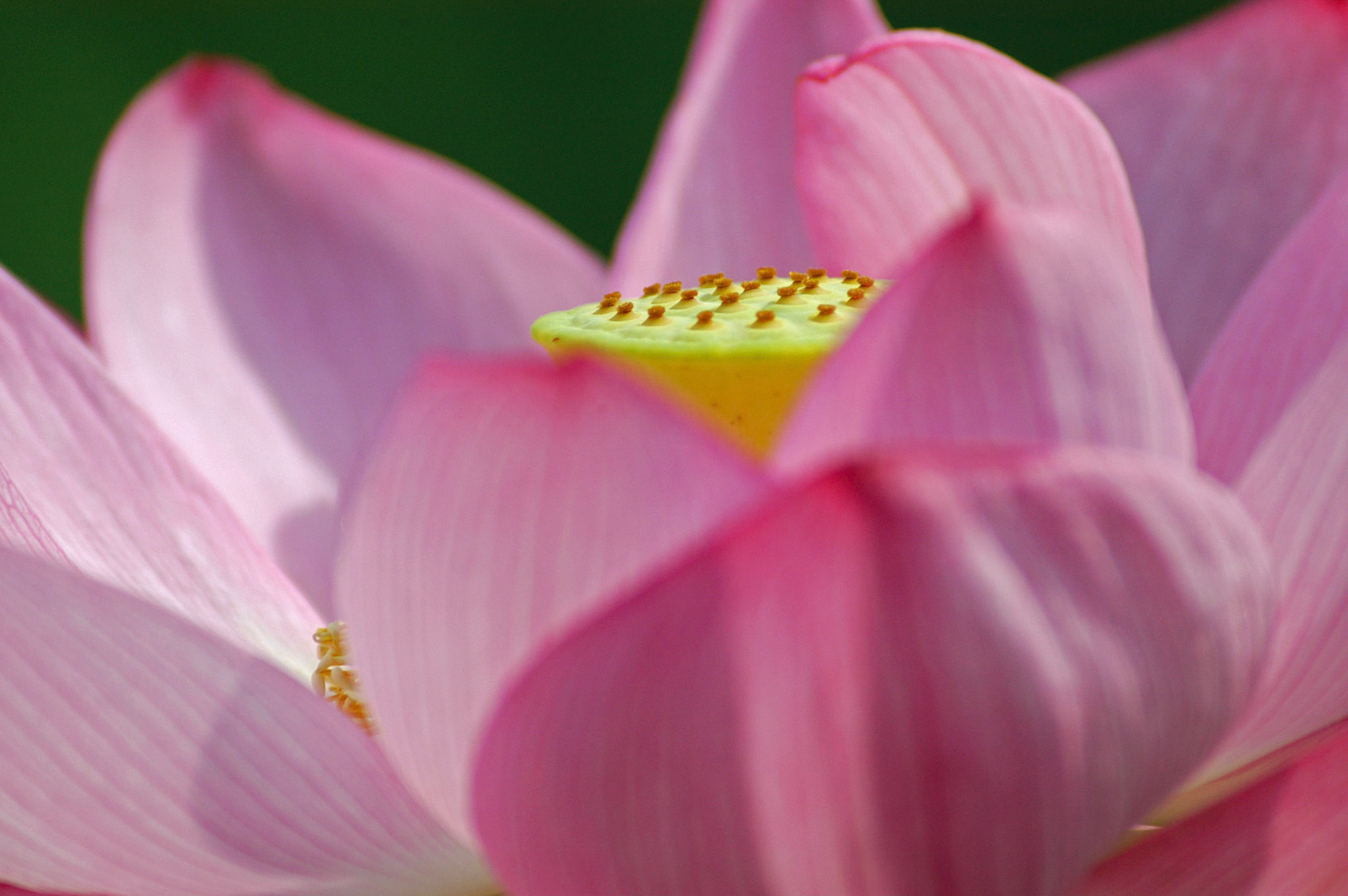 A closeup on a lotus flower (nelumbo nucifera, aka Sacred Lotus) at the Kenilworth Aquatic Gardens in Washington DC.