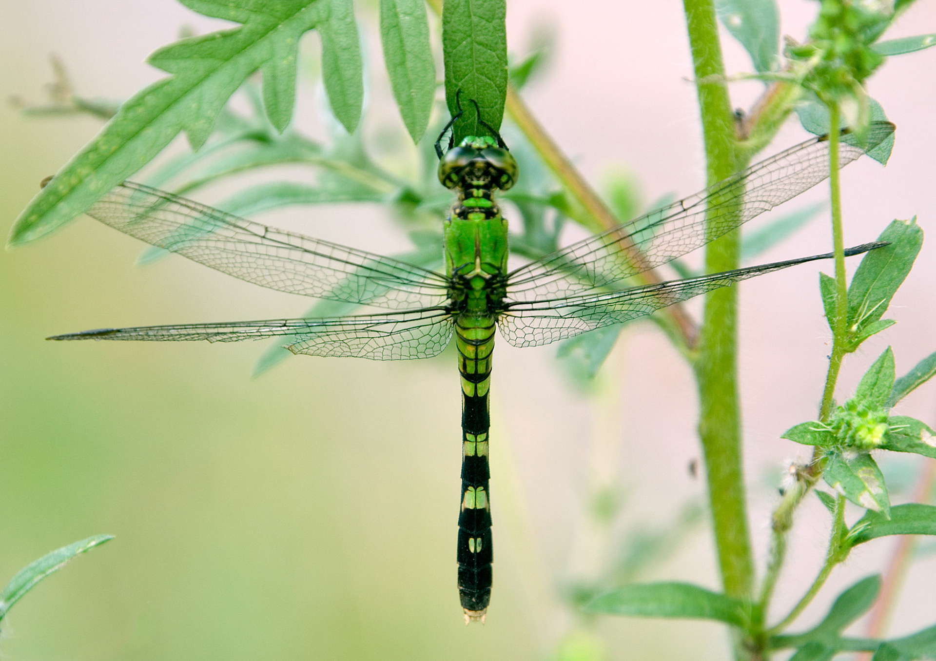 A female common or eastern pondhawk (Erythemis simplicicollis) rests on a leaf at the McKee-Beshers Wildlife Management Area near Poolesville MD.