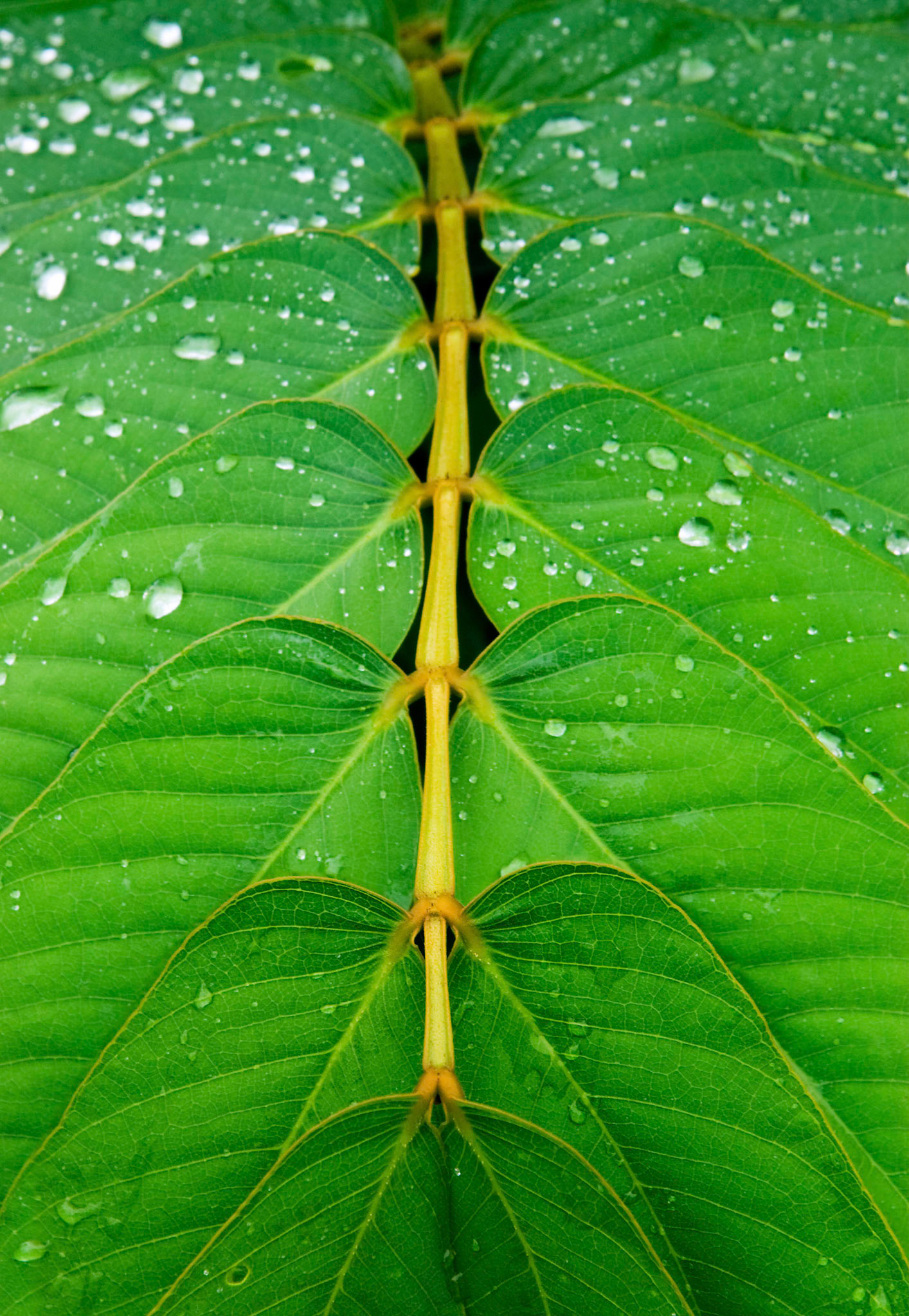 Leaves of a candlestick plant (Cassia alata) form rows at the San Antonio Botanical Garden in San Antonio Texas.
