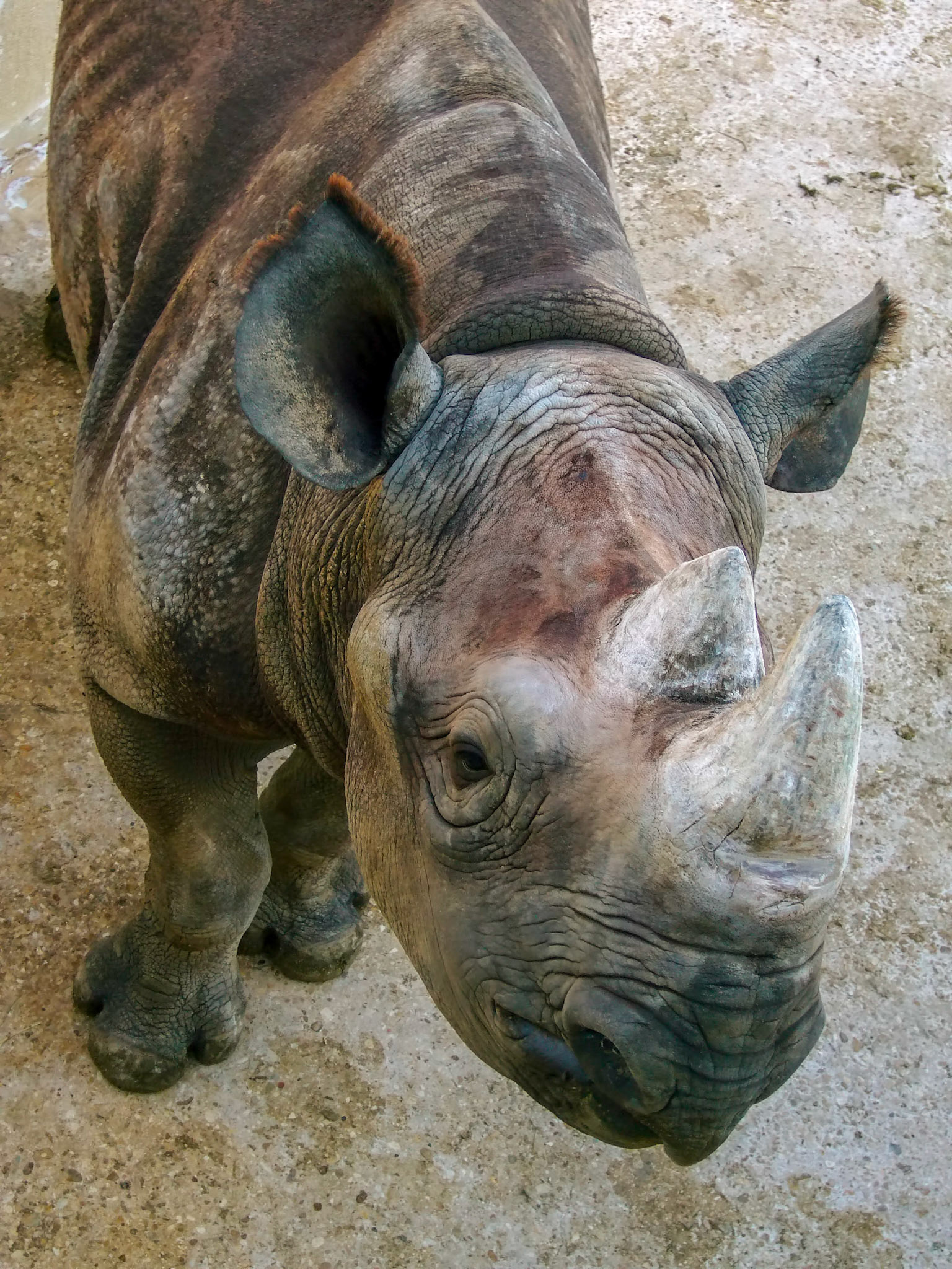 A black rhinoceros (Diceros bicornis) at the San Antonio Zoo in San Antonio Texas.