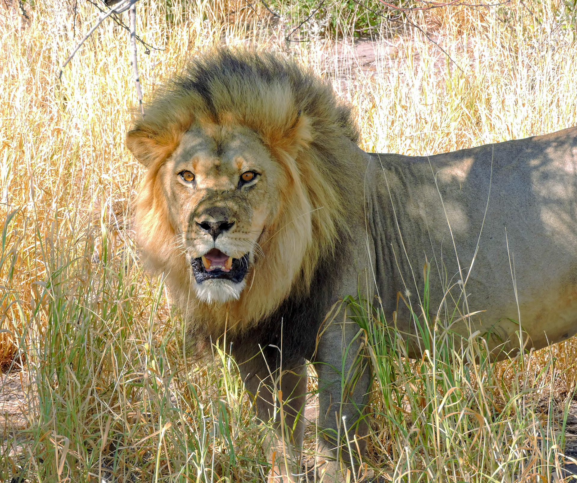 A male lion (Panthera leo melanochaita) stares down our jeep during a game drive at the Kalahari Plains Wilderness Safaris camp in Botswana Africa.