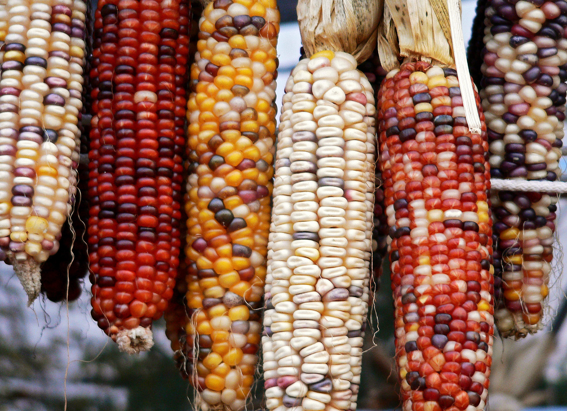 Colorful Indian corn hangs at a stand in Arlington Virginia.