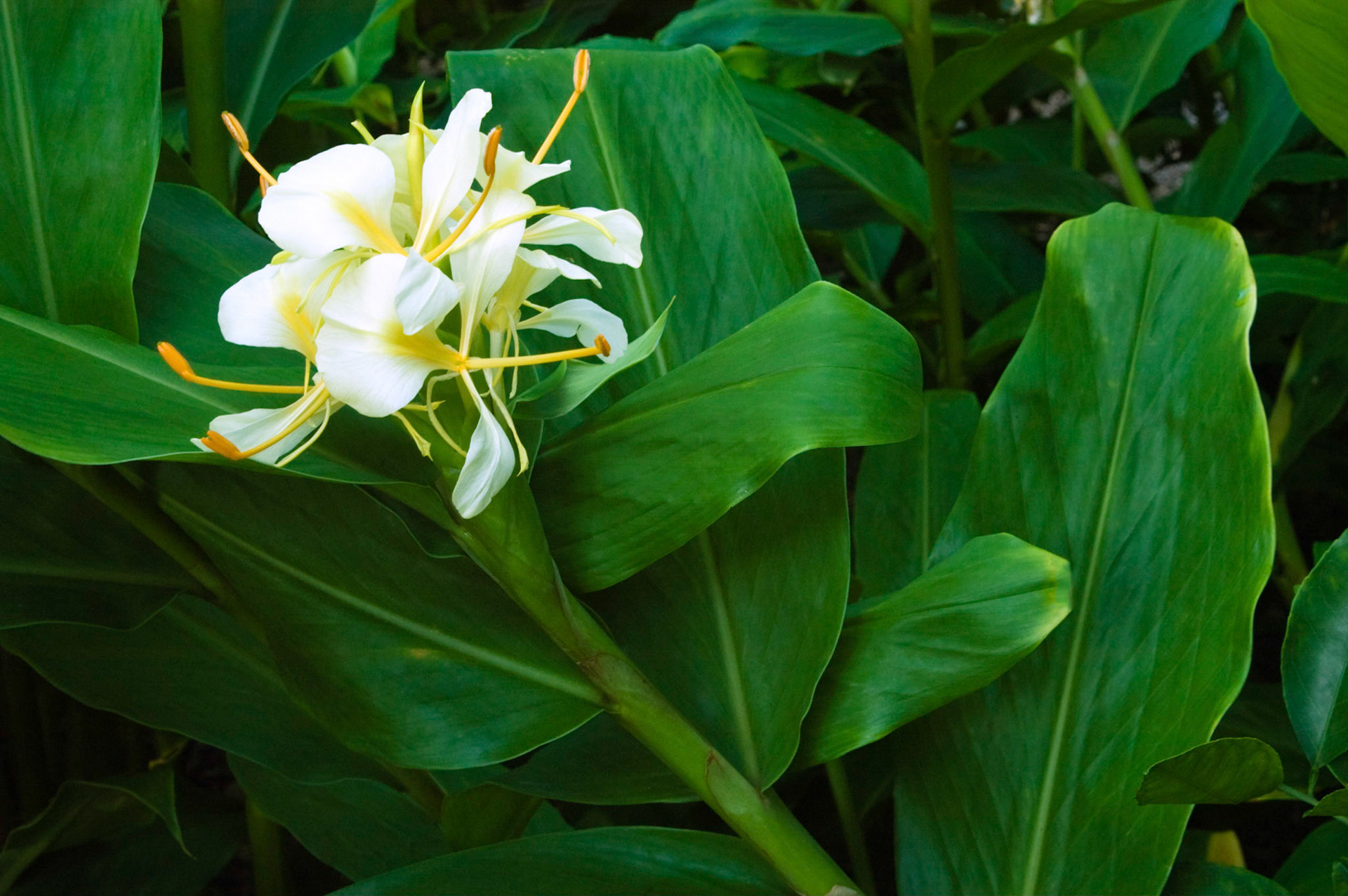 Dr. Moy's hybrid Big Flower Ball ginger lily (Hedychium) blooms at the San Antonio Botanical Garden in San Antonio Texas.