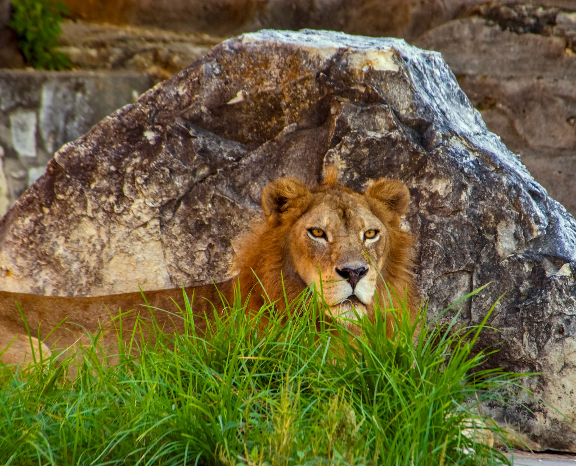 An African lion (Panthera leo) in its enclosure at the San Antonio Zoo in San Antonio Texas.