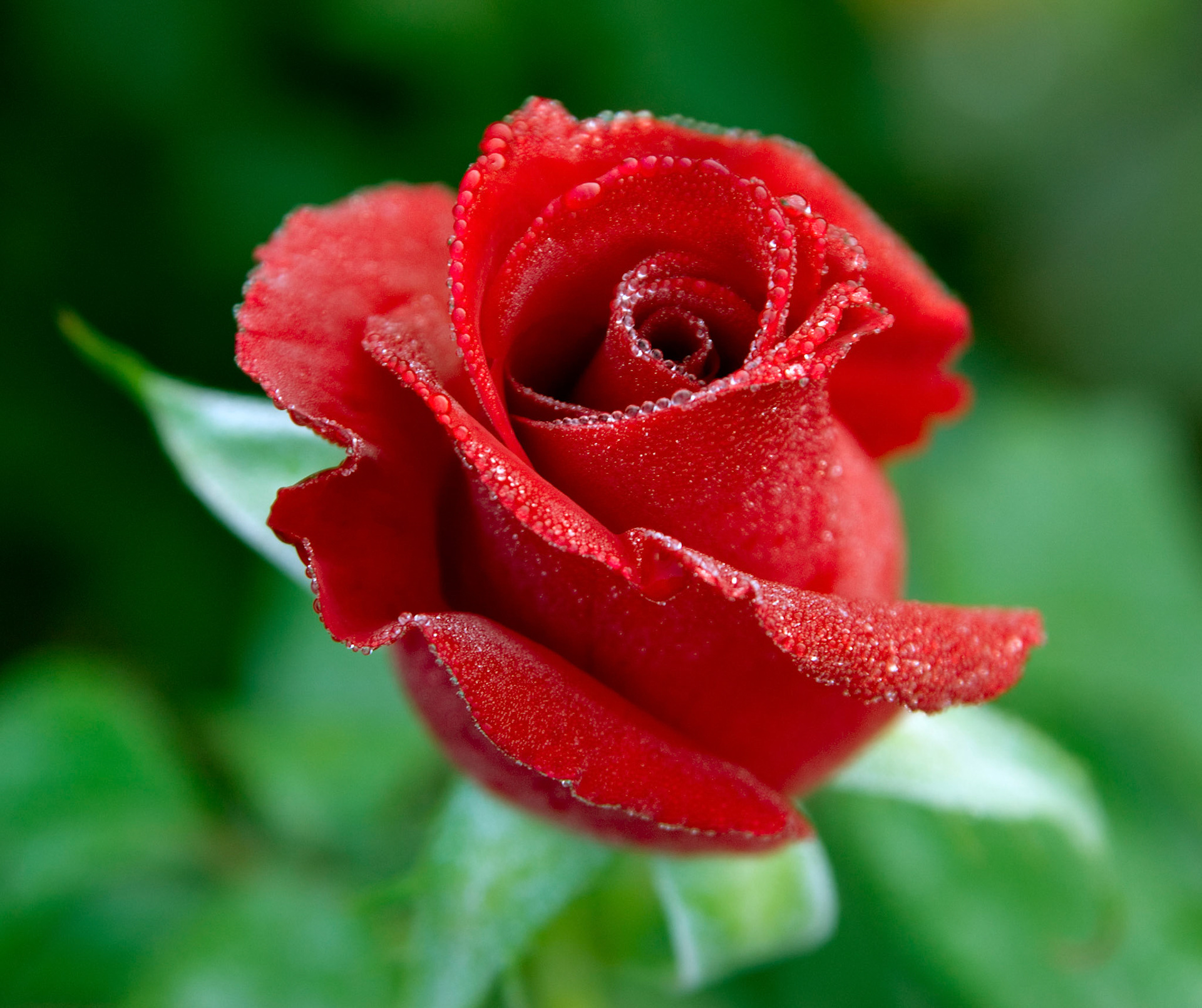 The dewey rose blossom at the Bon Air Park and Memorial Rose Gardens in Arlington VA.