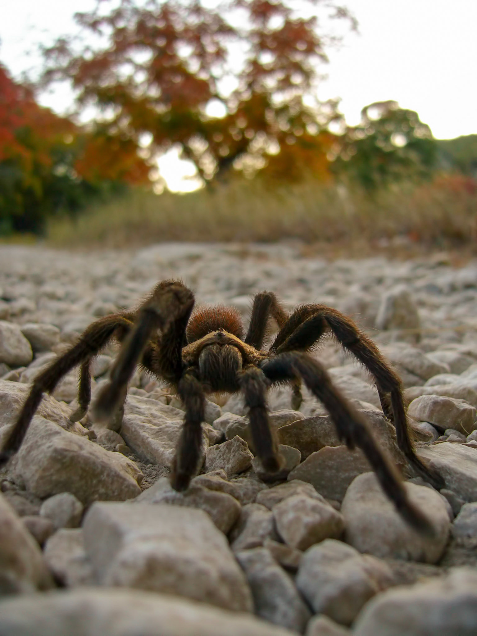 A tarantula (Aphonopelma sp.) crawls toward the camera at Lost Maples State Natural Area in Texas.