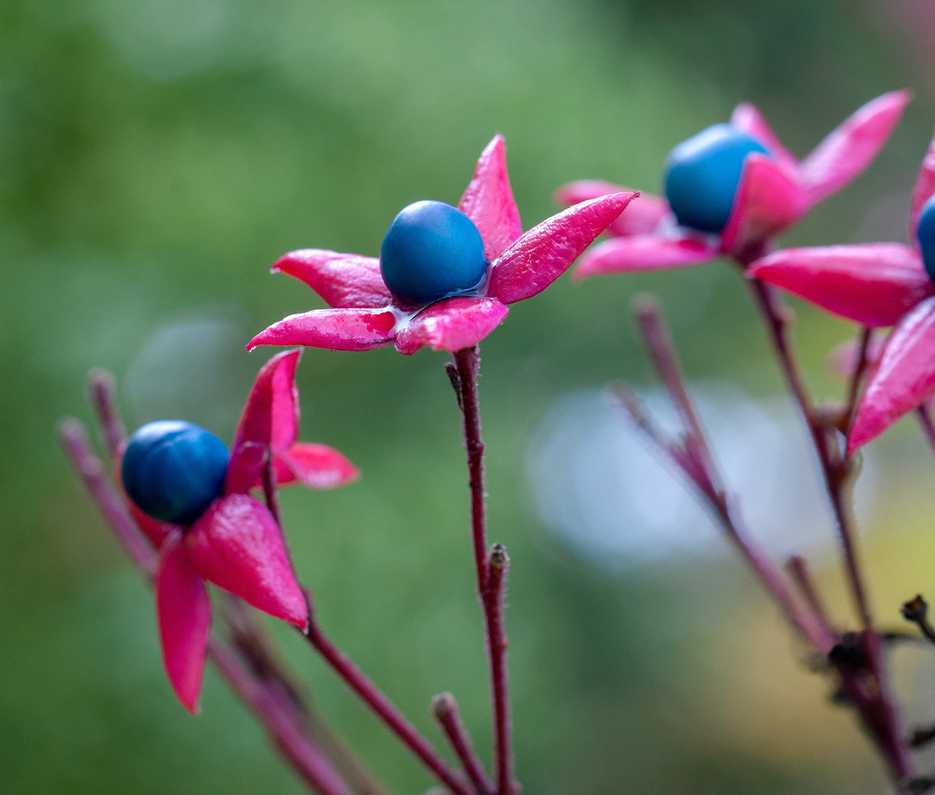 The colorful berries of a harlequin glorybower (Clerodendrum trichotomum) shrub in Kirkland Washington.