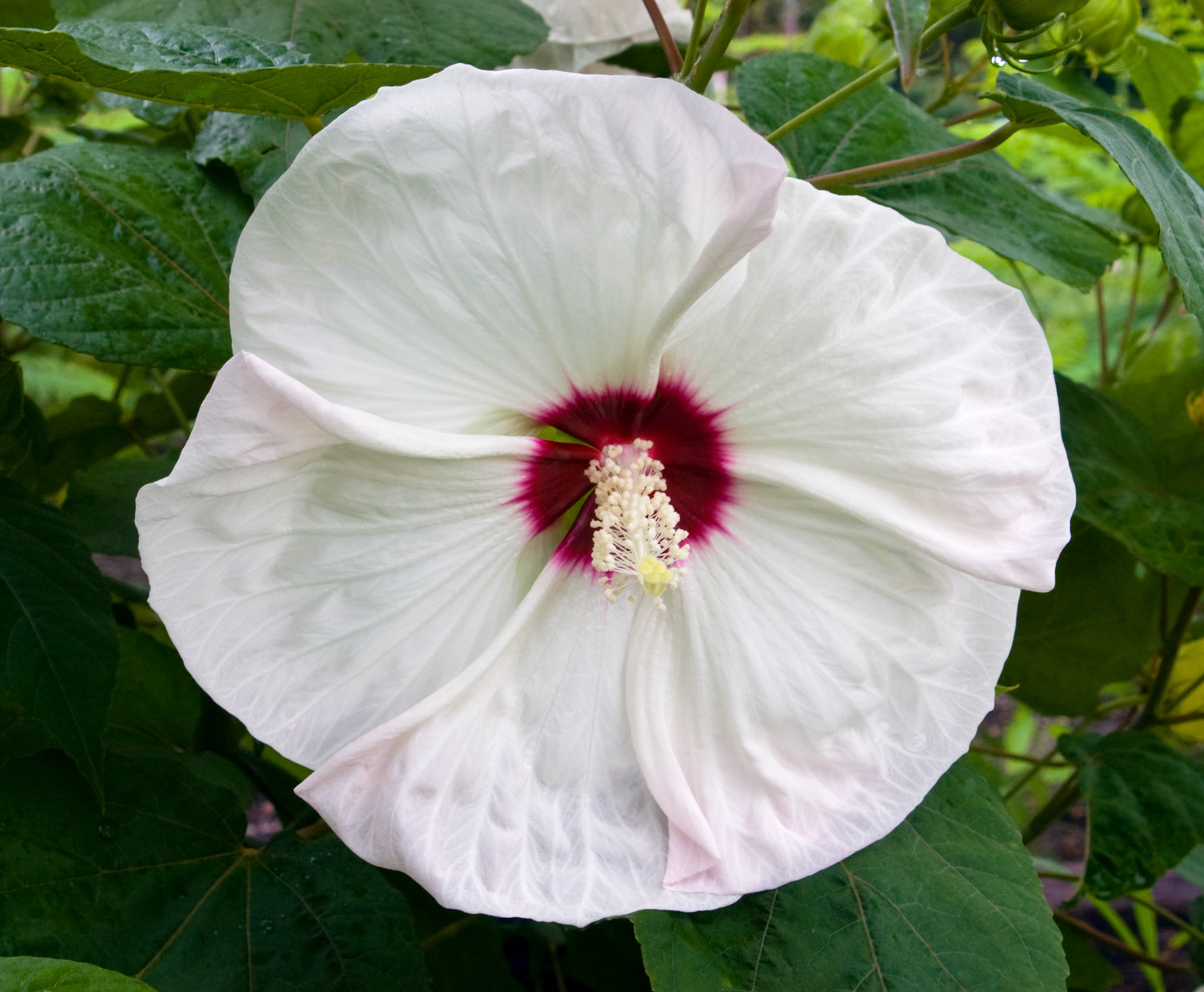 Blooming hibiscus plants at the San Antonio Botanical Garden in San Antonio Texas.