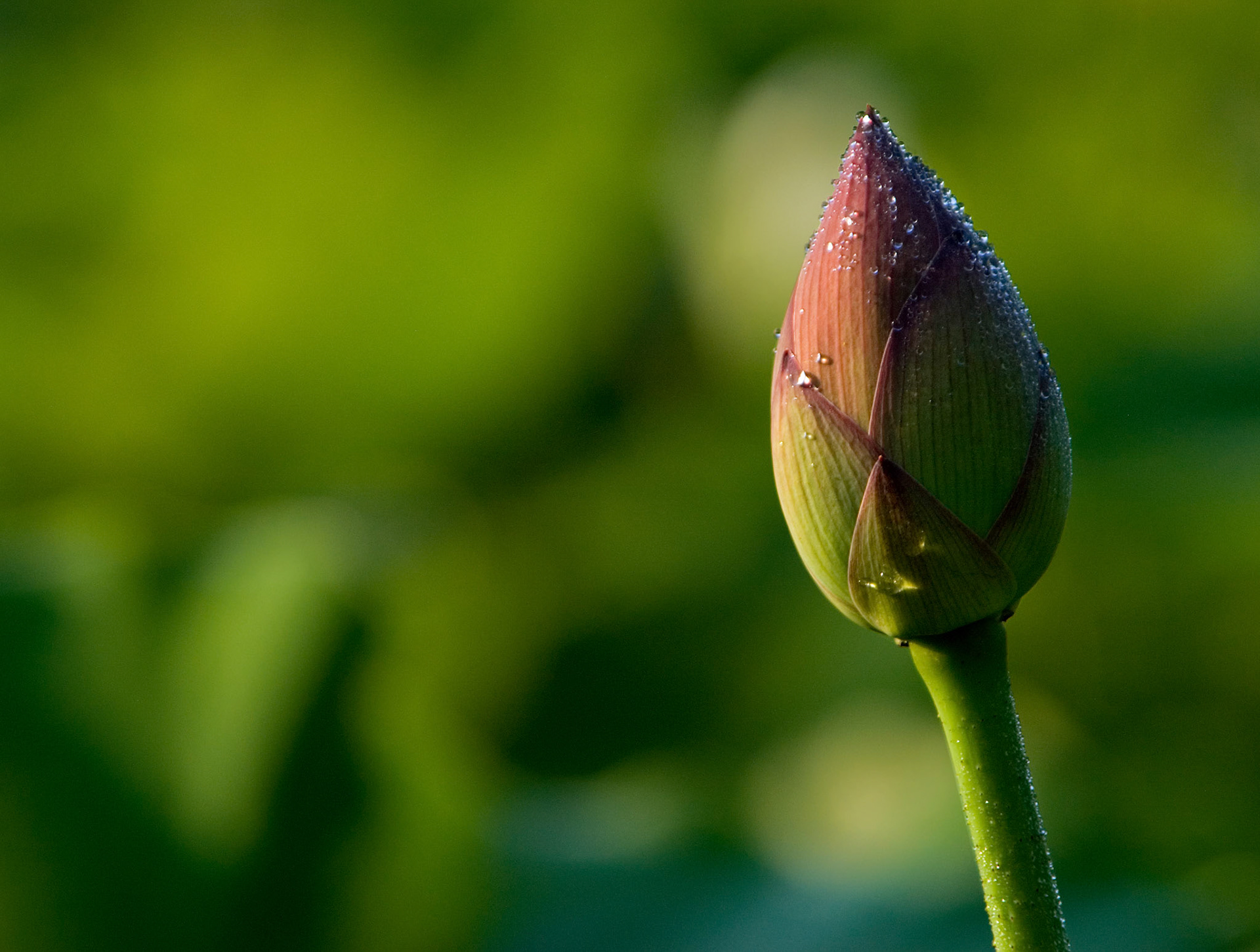 A lotus flower (nelumbo nucifera, aka Sacred Lotus) ready to bloom at the Kenilworth Aquatic Gardens in Washington DC.