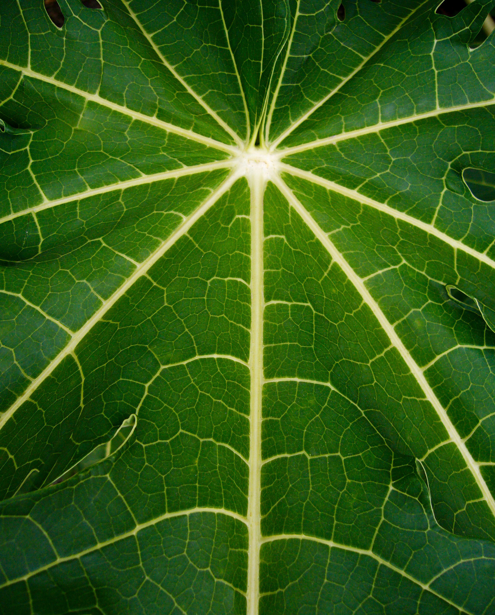 A closeup of a leaf of a papaya tree at the San Antonio Botanical Garden in San Antonio Texas.