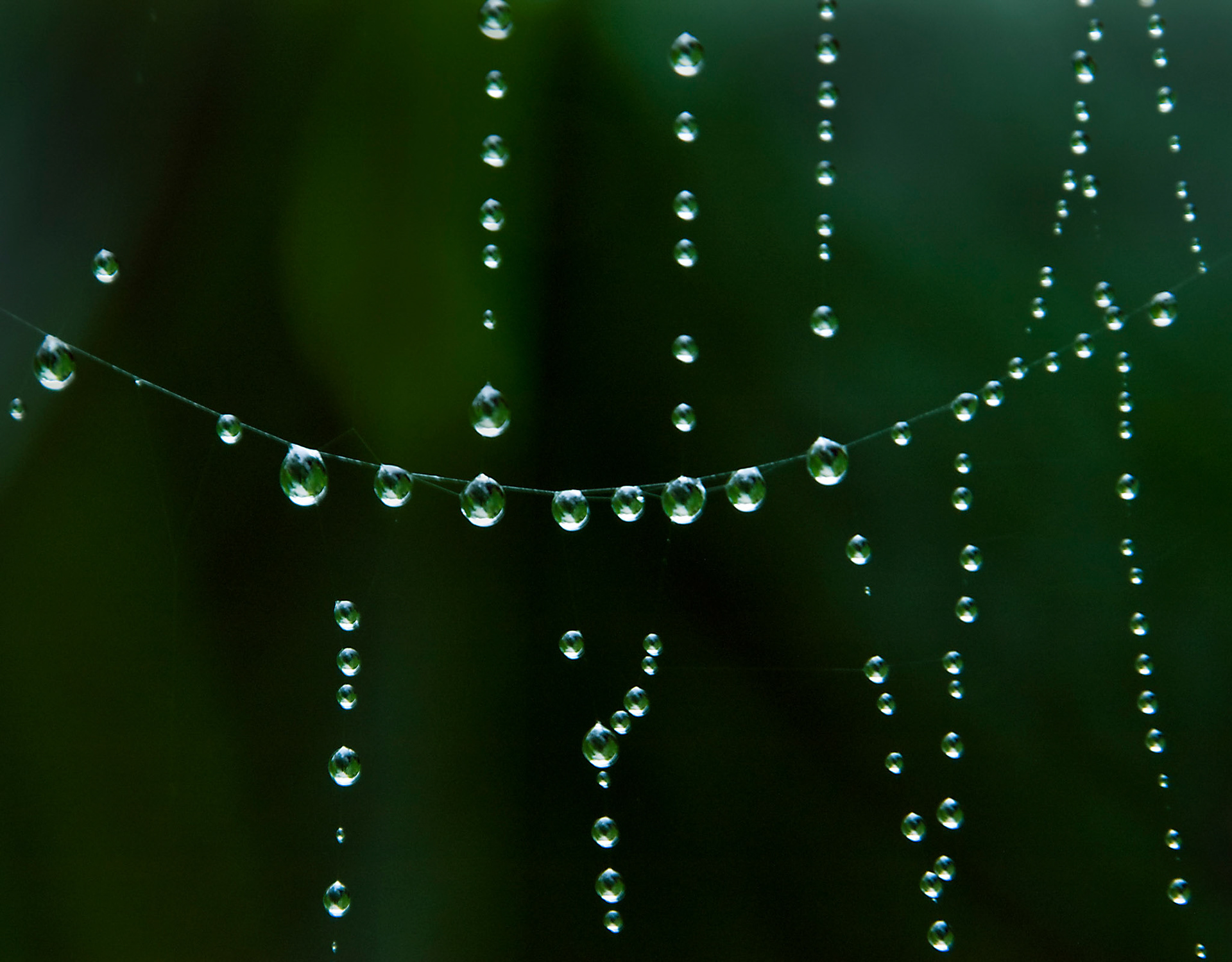 Rain drops cause a spider web to droop at the San Antonio Botanical Garden in San Antonio Texas.