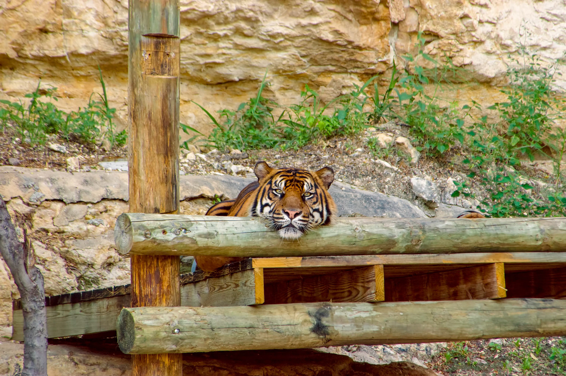 A Sumatran tiger (Panthera tigris sumatrae) rests in its enclosure at the San Antonio Zoo in San Antonio Texas.