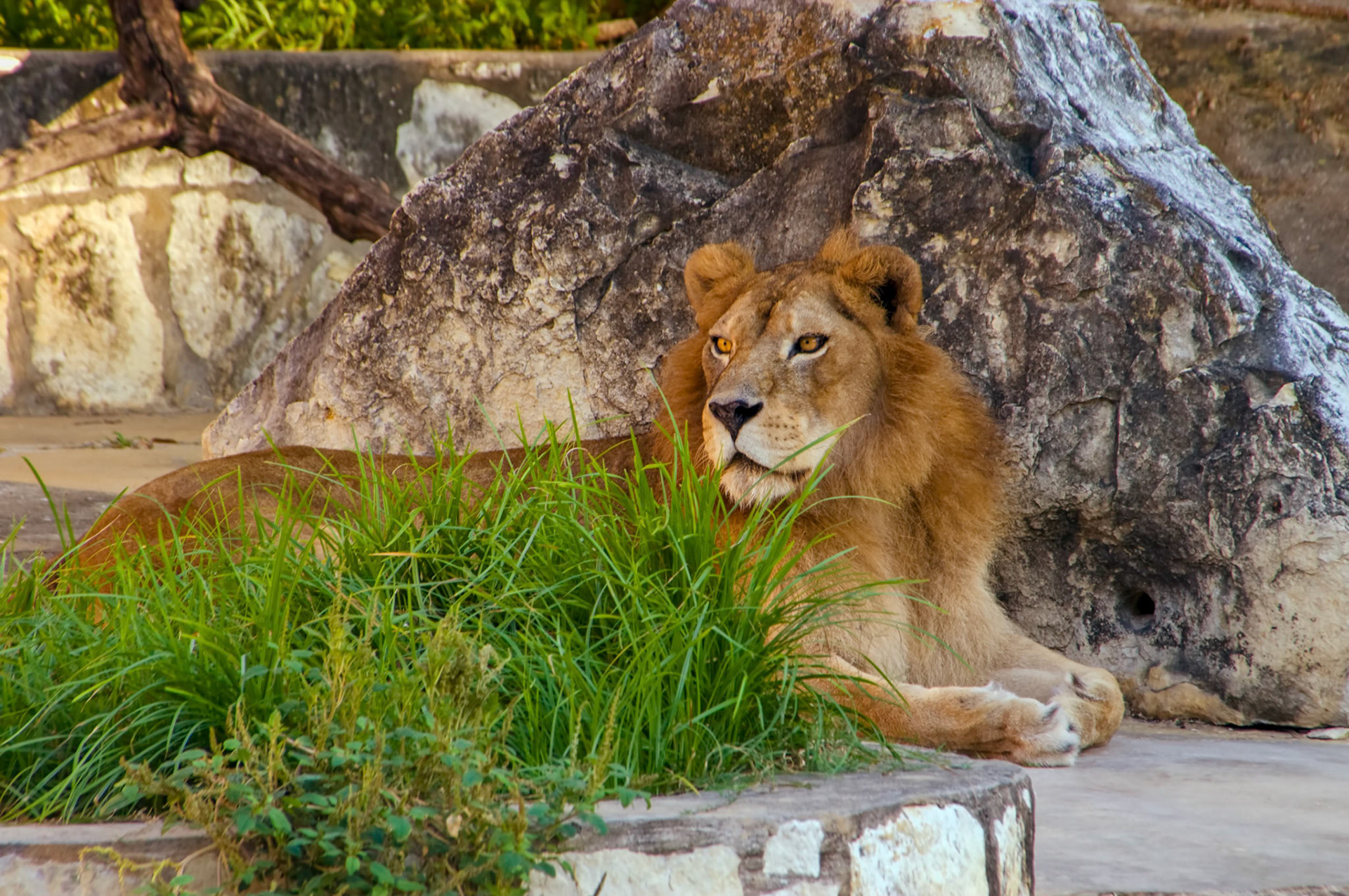An African lion (Panthera leo) in its enclosure at the San Antonio Zoo in San Antonio Texas.