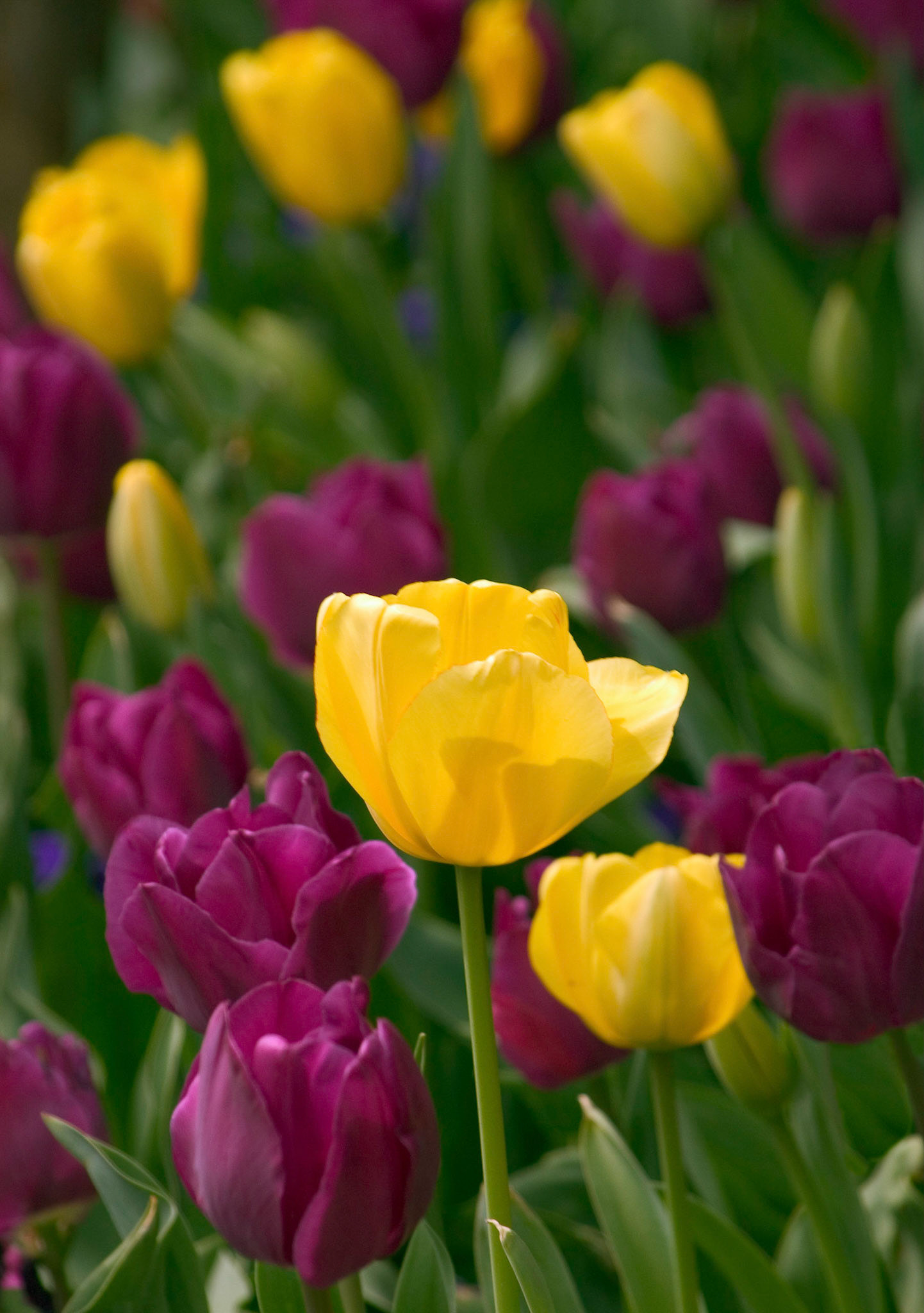 These tulips were growing in an urban garden planted along the sidewalk in Washington DC.