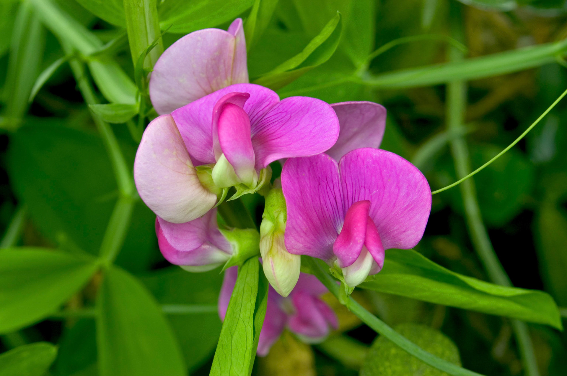 A closeup of a perennial sweet pea flower (Lathyrus latifolius) growing in Arlington Virginia.