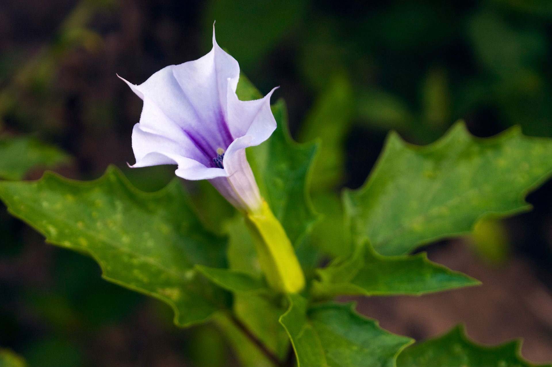 Jimsonweed (Datura stramonium) blooming at the McKee-Beshers Wildlife Management Area near Poolesville MD.
