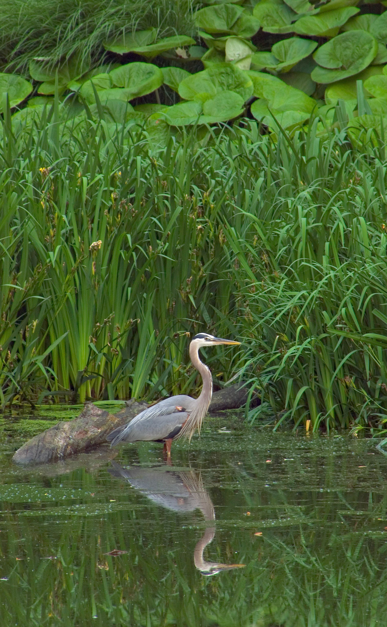 This great blue heron (Ardea herodias) fishes in a pond at Brookside Gardens in Wheaton Maryland.