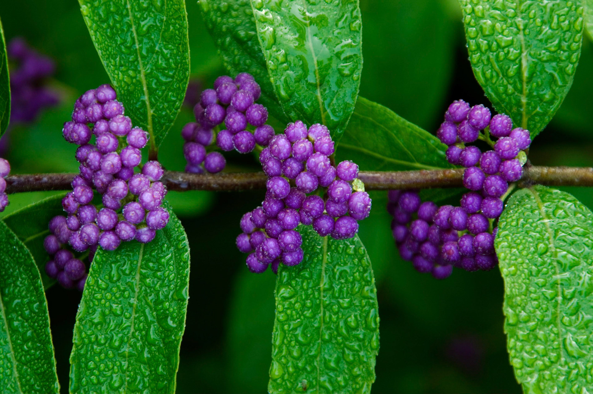An american beautyberry bush (Callicarpa americana) grows at the Bon Air Park and Memorial Rose Gardens in Arlington Virginia.