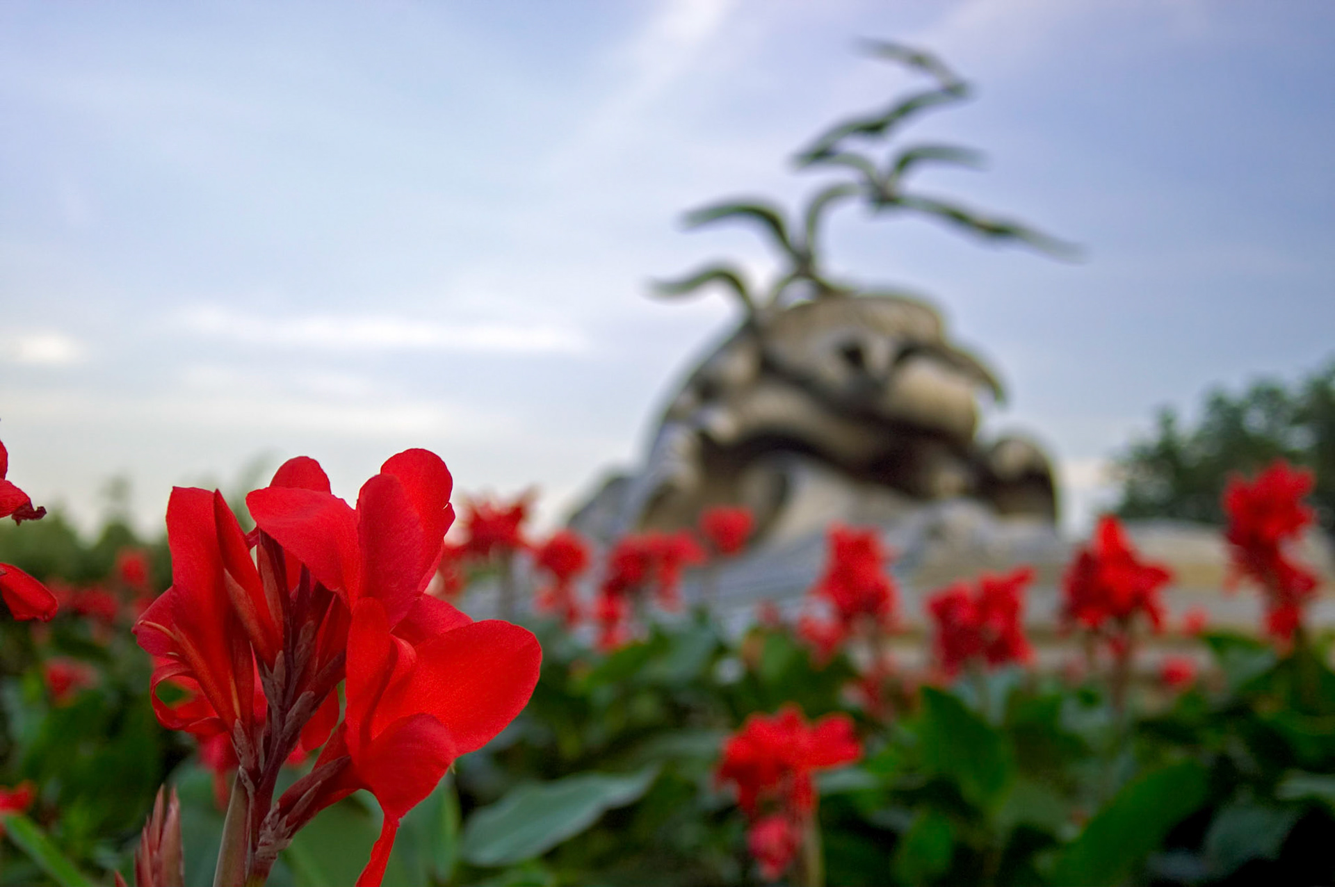 Closeup of the red canna lilies surrounding the Navy-Merchant Marine Memorial in the Lady Bird Johnson Park along the George Washington Memorial Parkway in Washington DC.