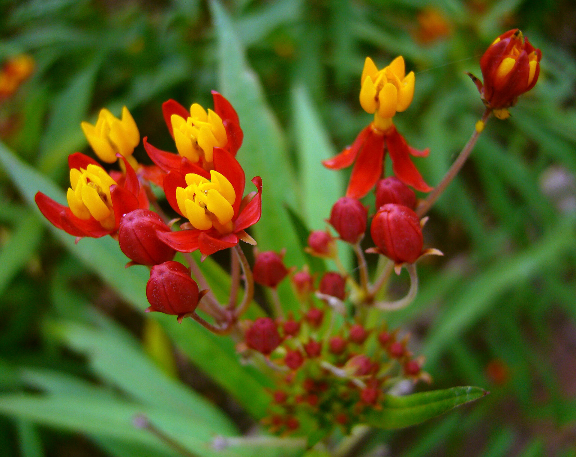 Butterfly weed (Asclepias curassavica) blooms at the San Antonio Botanical Garden in San Antonio Texas.