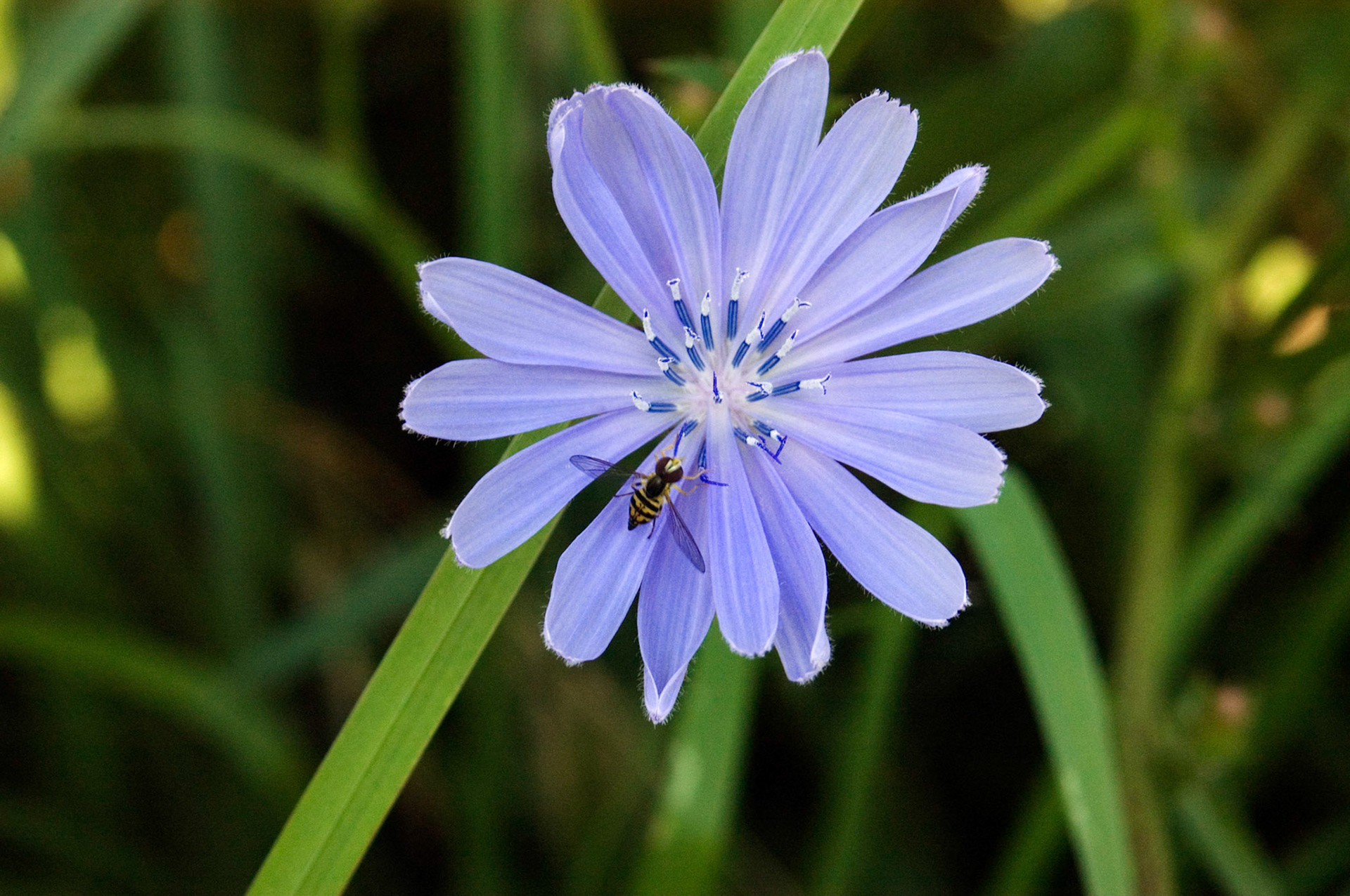 A chicory blossom (Cichorium intybus) is visited by a small bee along a trail in Arlington Virginia.