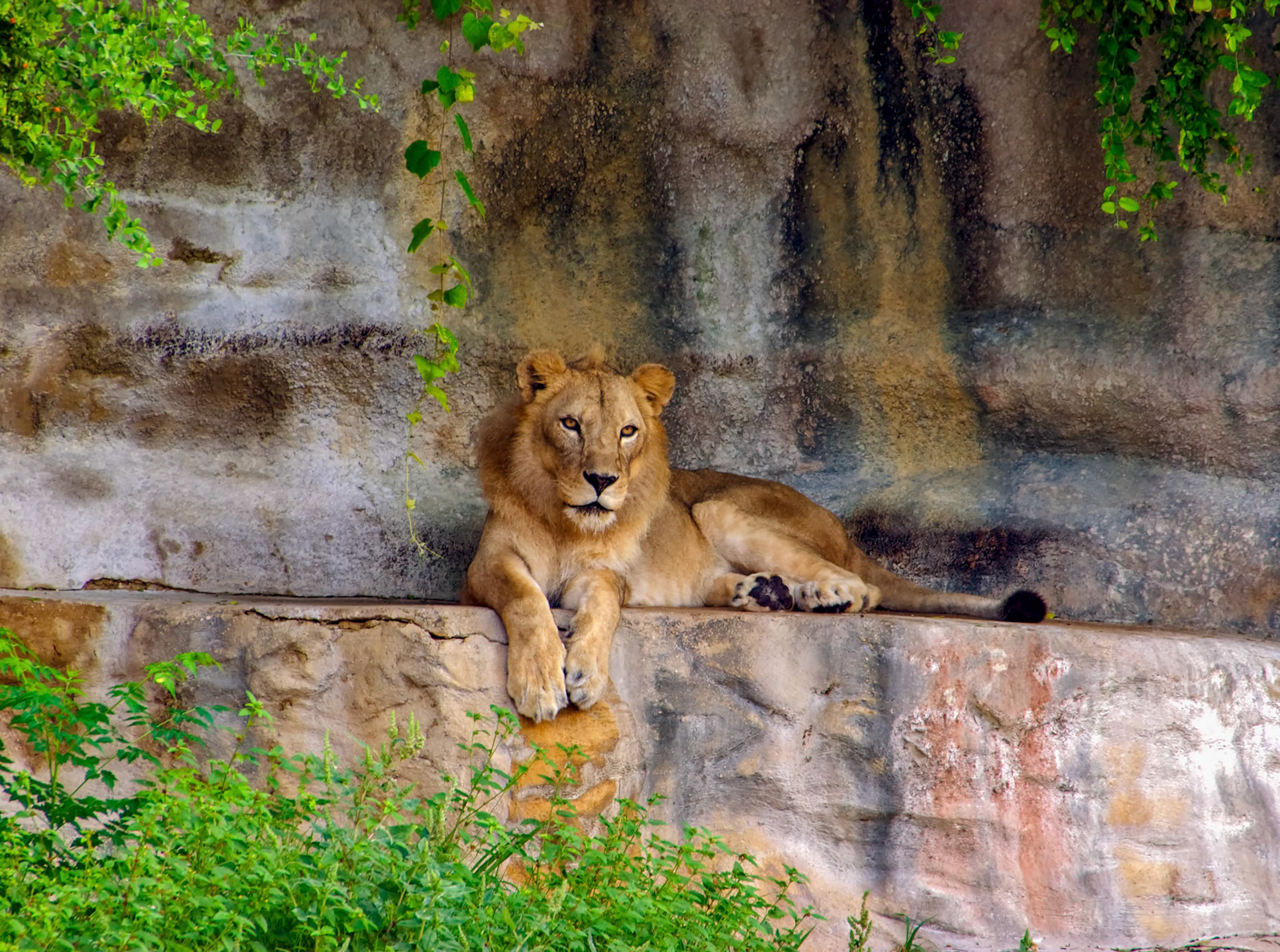 An African lion (Panthera leo) in its enclosure at the San Antonio Zoo in San Antonio Texas.