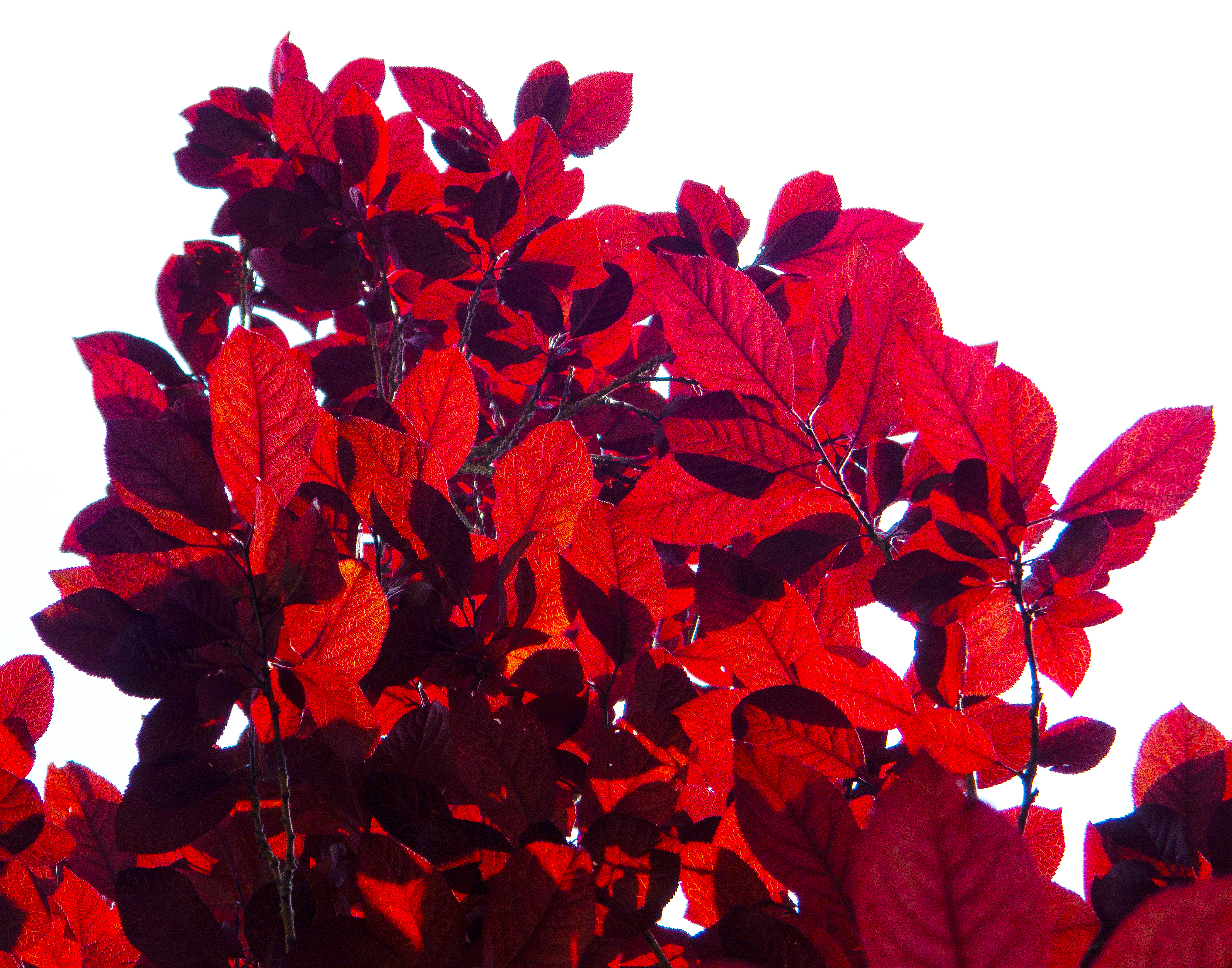 AUTUMN - 14 x 11 Photo Print $26