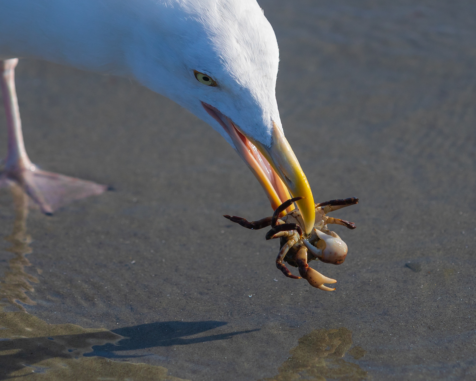 Going in for the kill