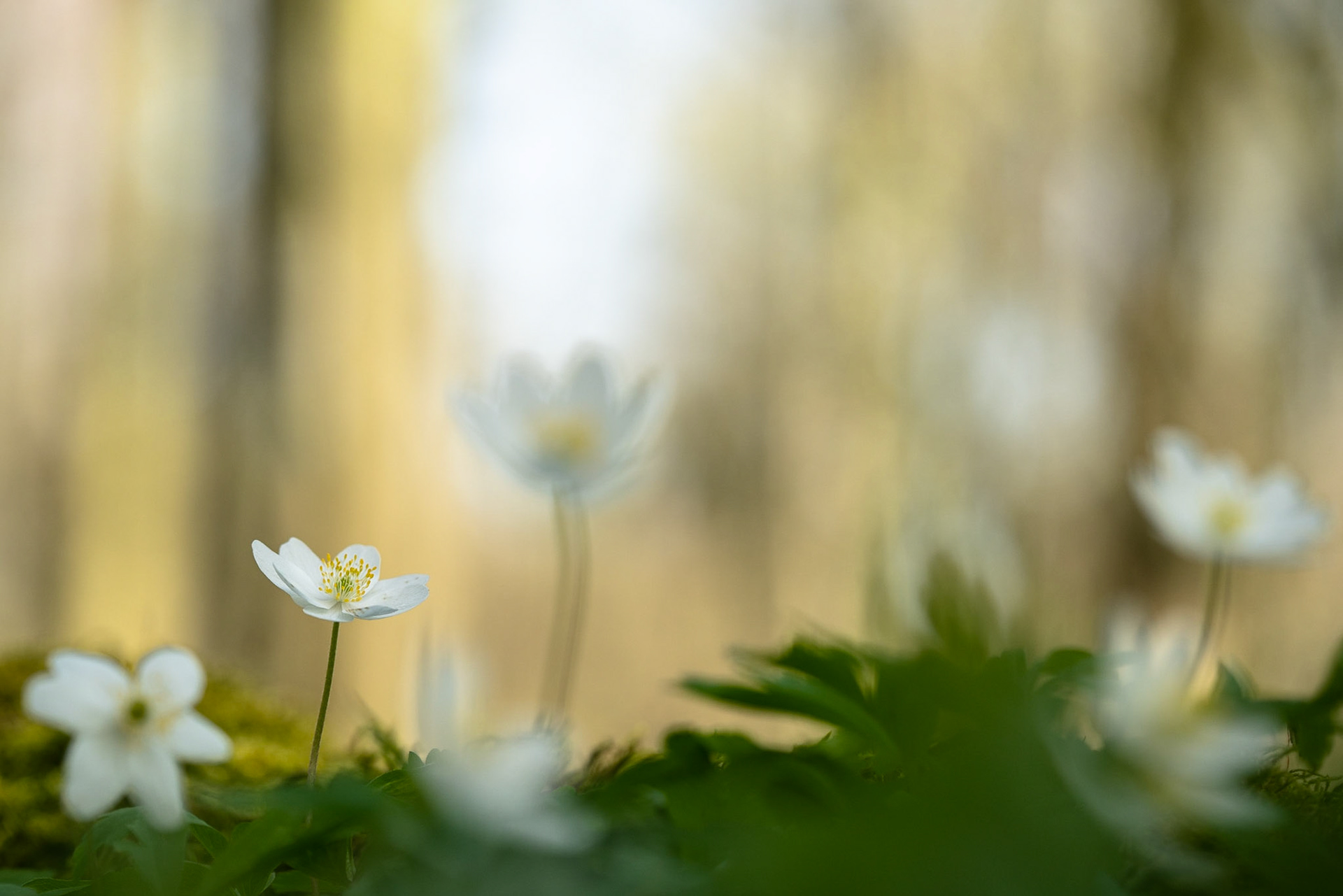Buschwindröschen | April 2018