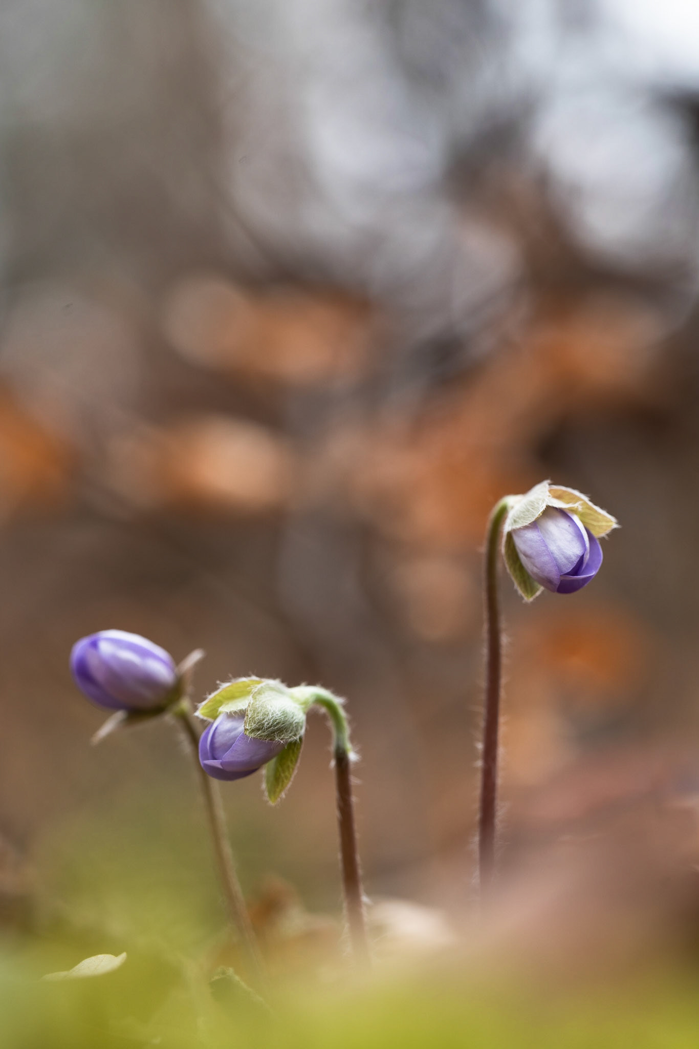 Leberblümchen | Anemone hepatica