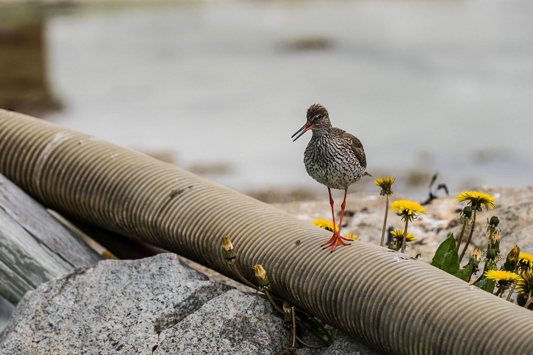 Rotschenkel |  Sommaroy 2017