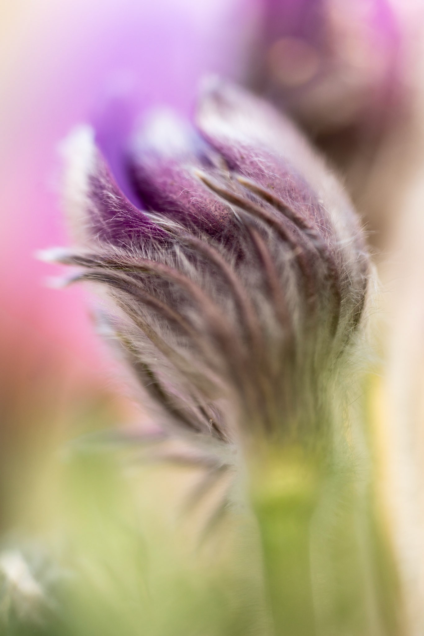 Küchenschelle | Pulsatilla vulgaris