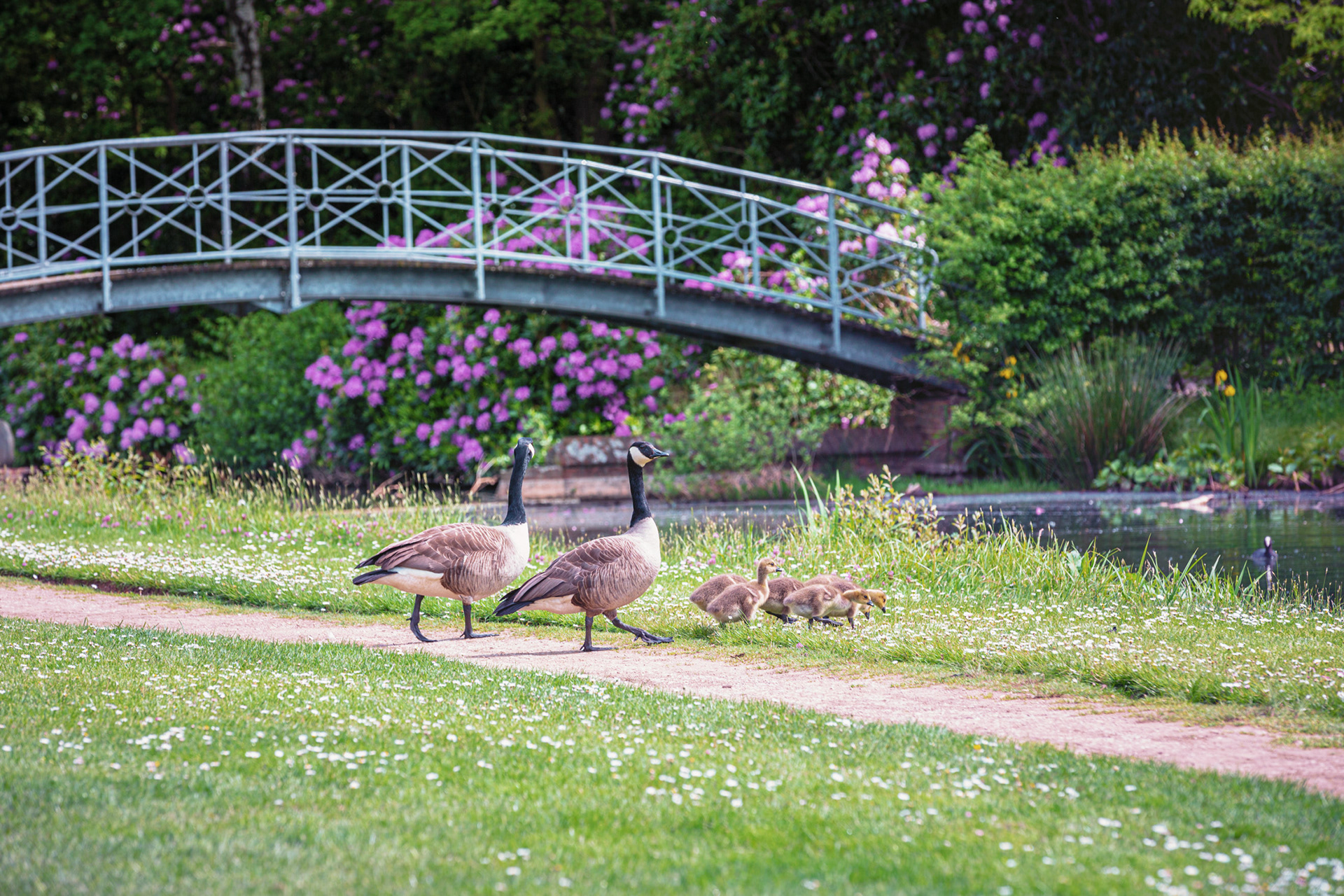 Lente in het park