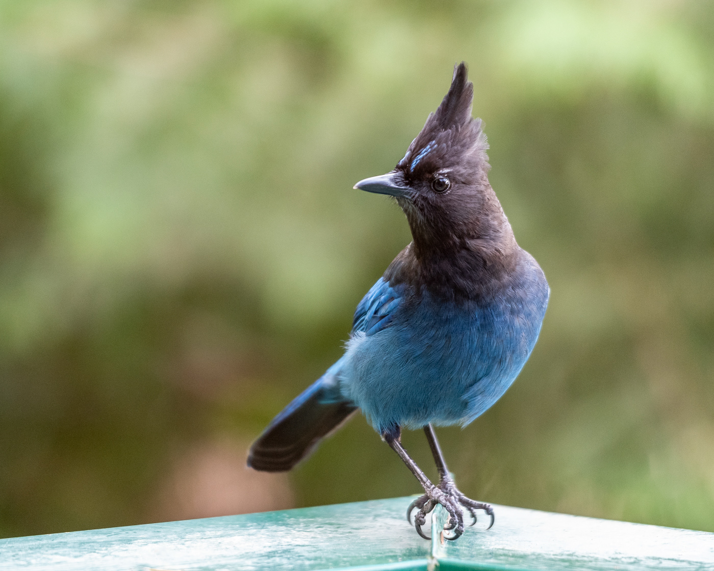Stellar Jay