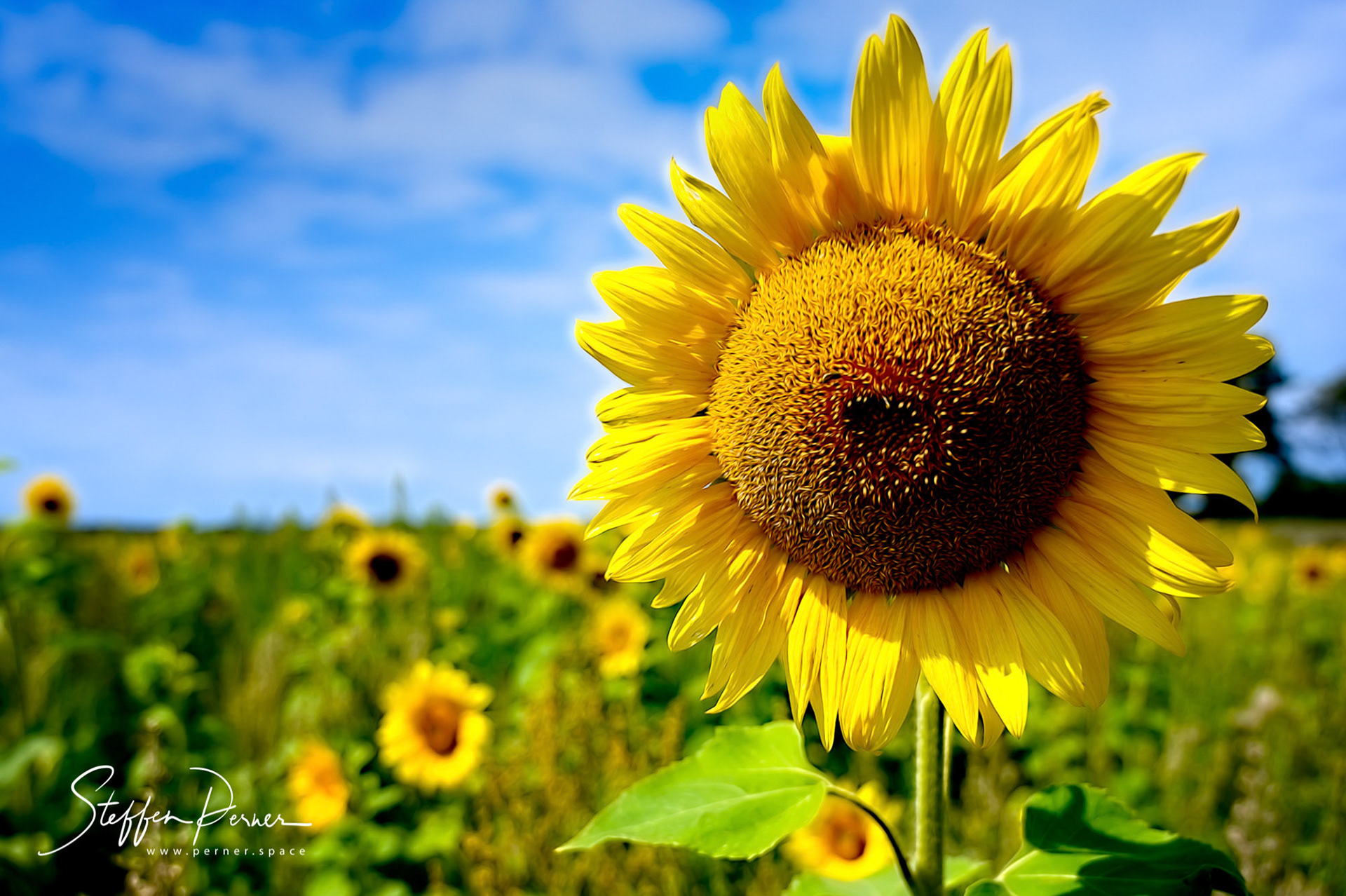 Sunflowers, Ostsee