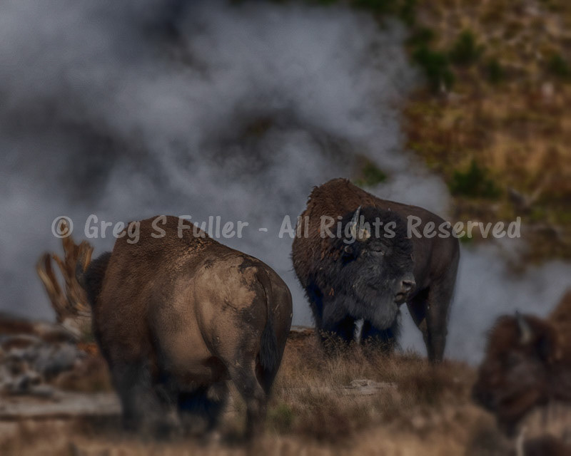 American Bison on a Steamy Cool Morning in Hayden Valley, Yellowstone National Park, Wyoming