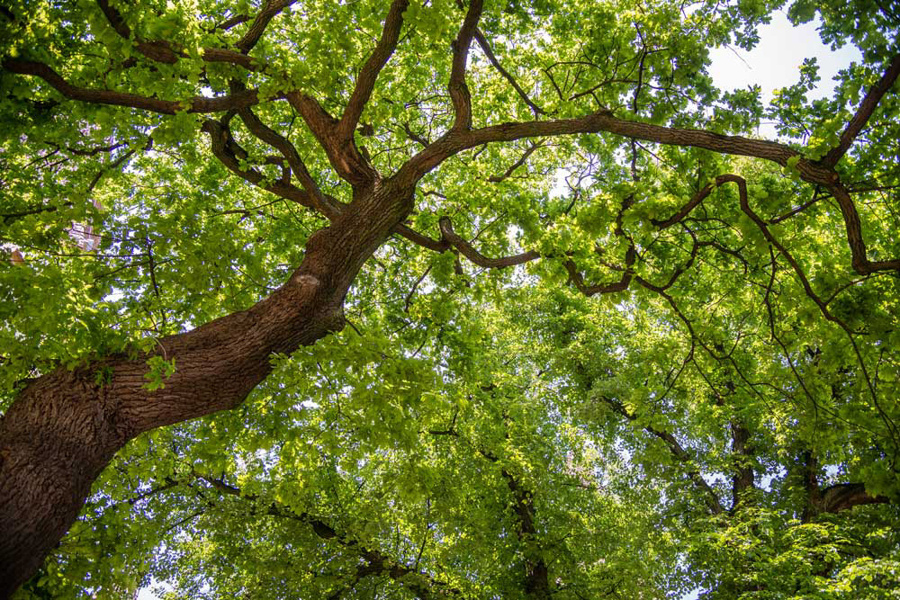Baum, Feng Shui Glück