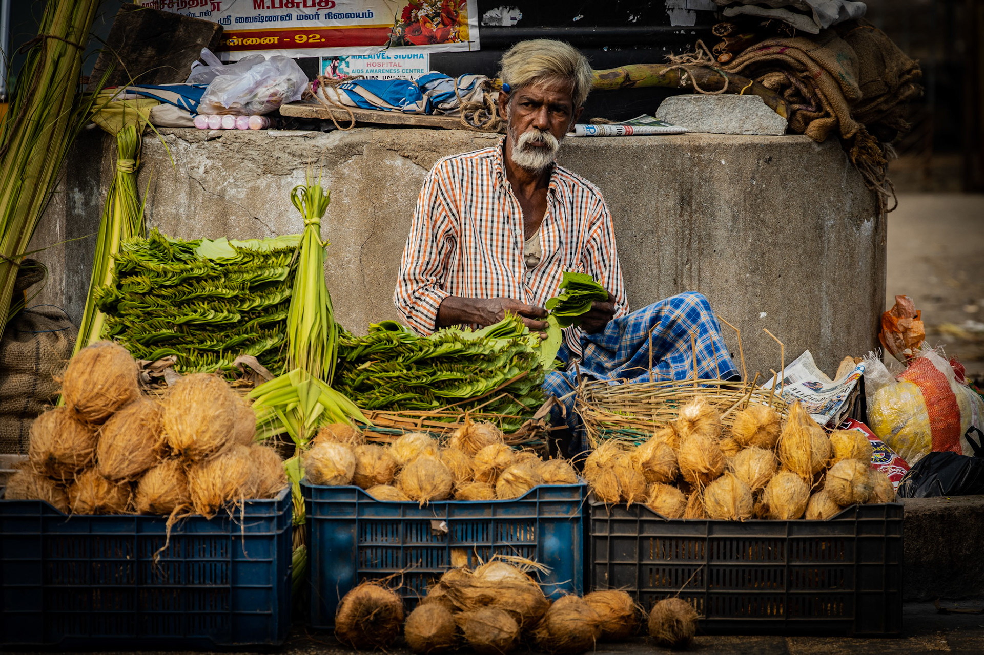 Beetle leaves and coconuts. Chennai, India. 