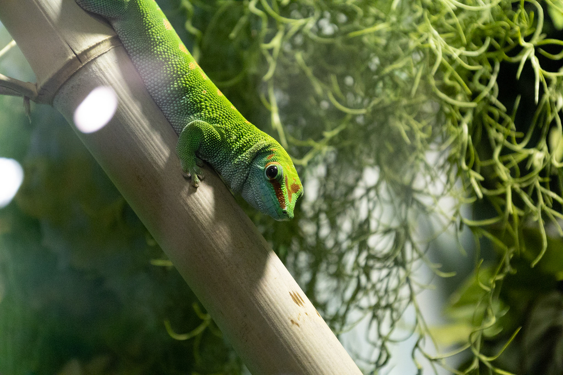 This is a caption for Gecko 1